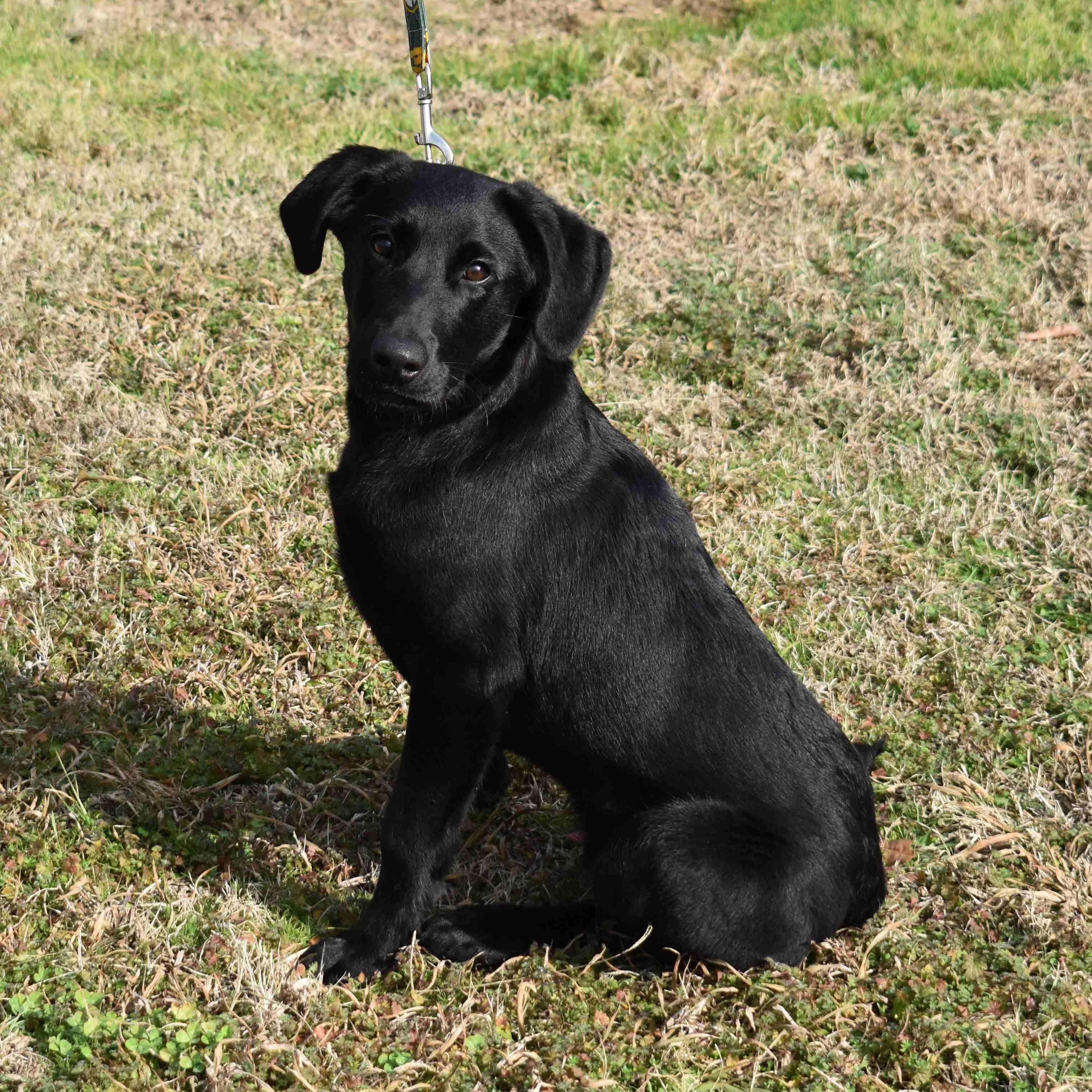 Remington, a ADOPTABLE Labrador Retriever in Searcy, AR image 5/6
