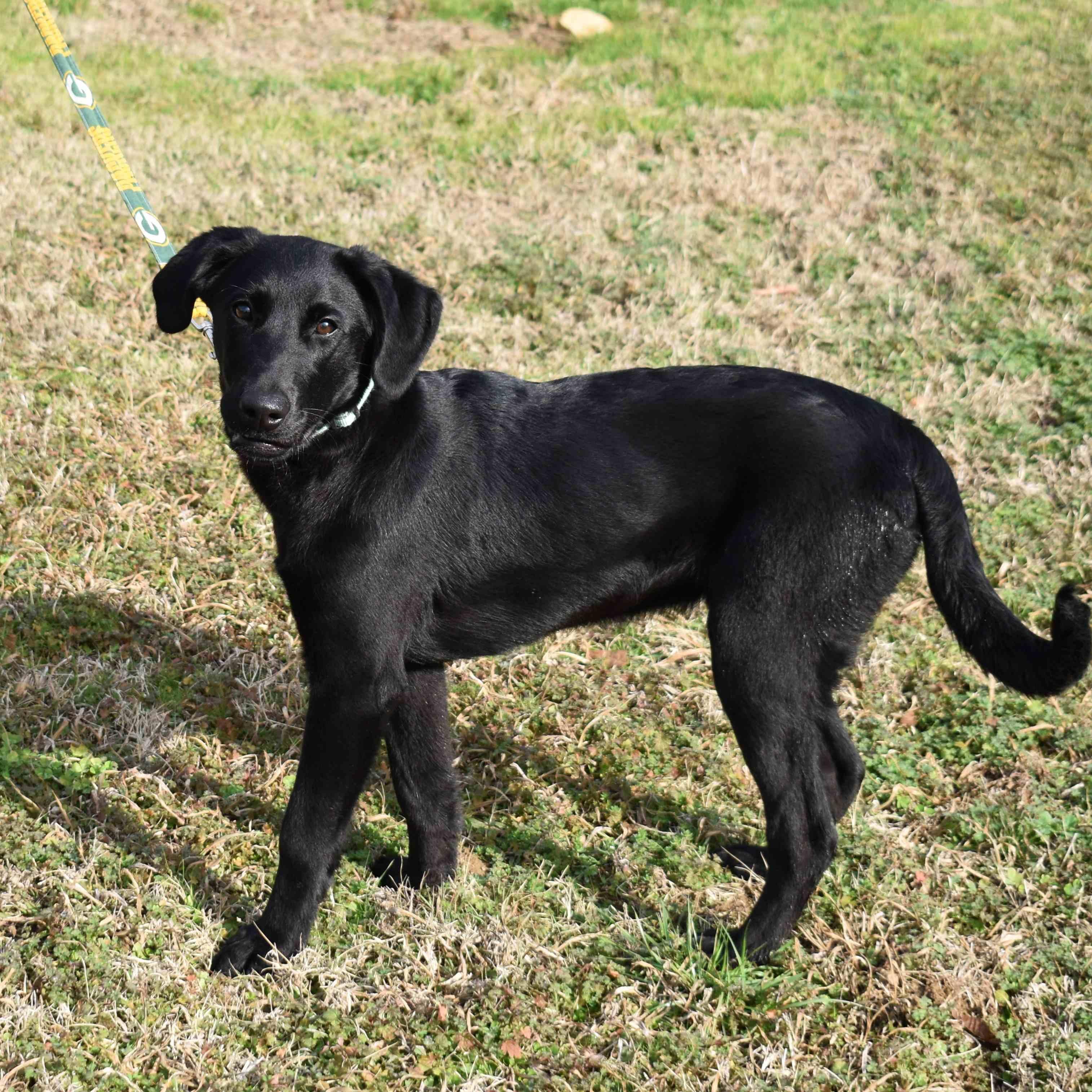 Remington, ADOPTABLE, Puppy Male Labrador Retriever.