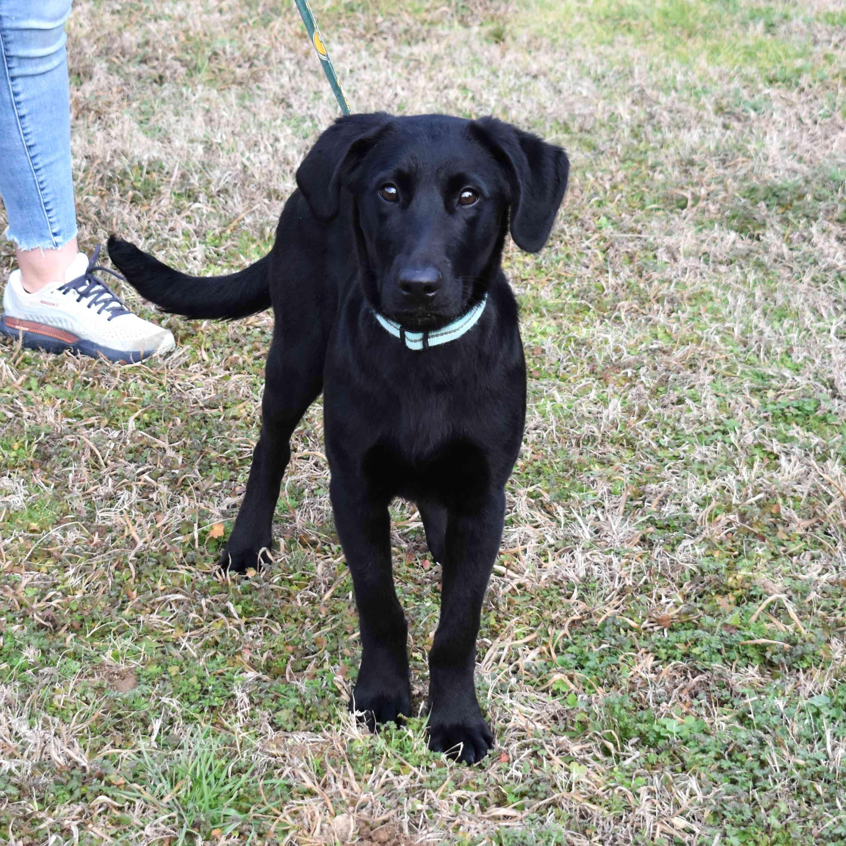 Remington, a ADOPTABLE Labrador Retriever in Searcy, AR image 4/6