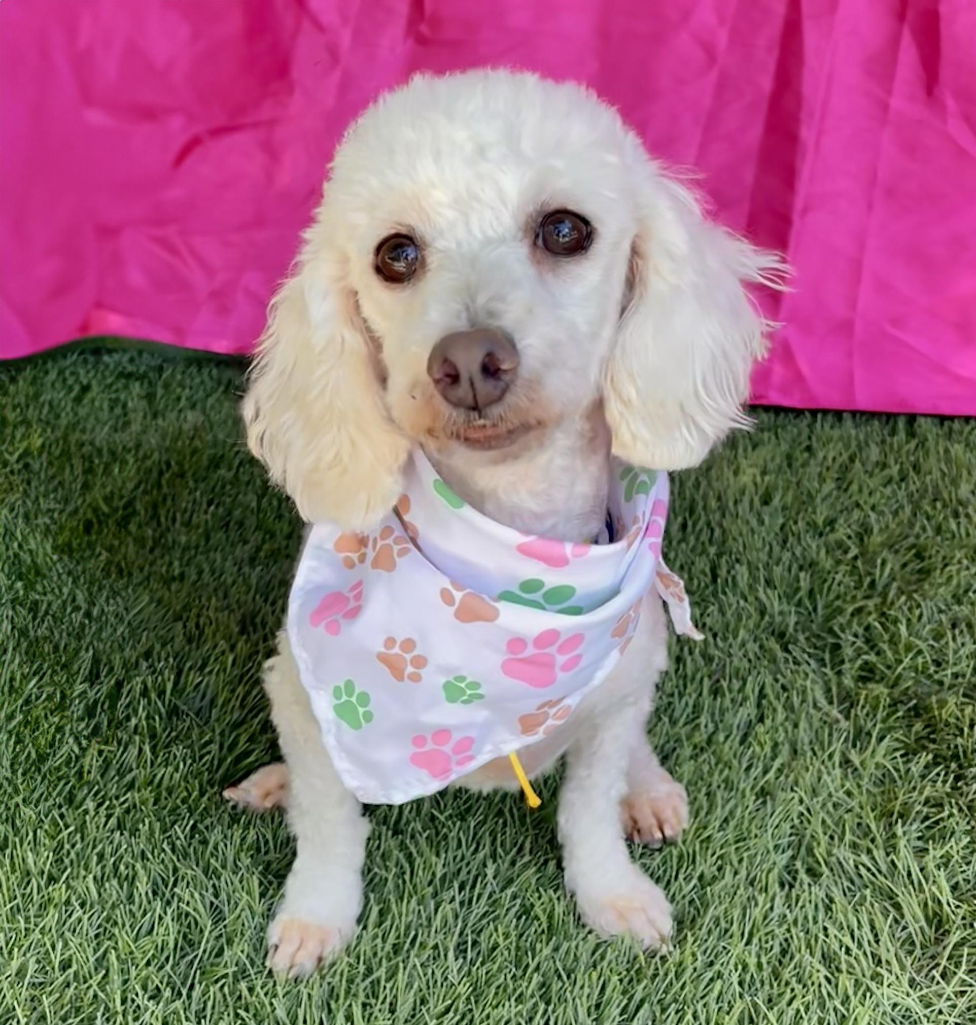 FIFI, Adopted, Young Female Miniature Poodle.