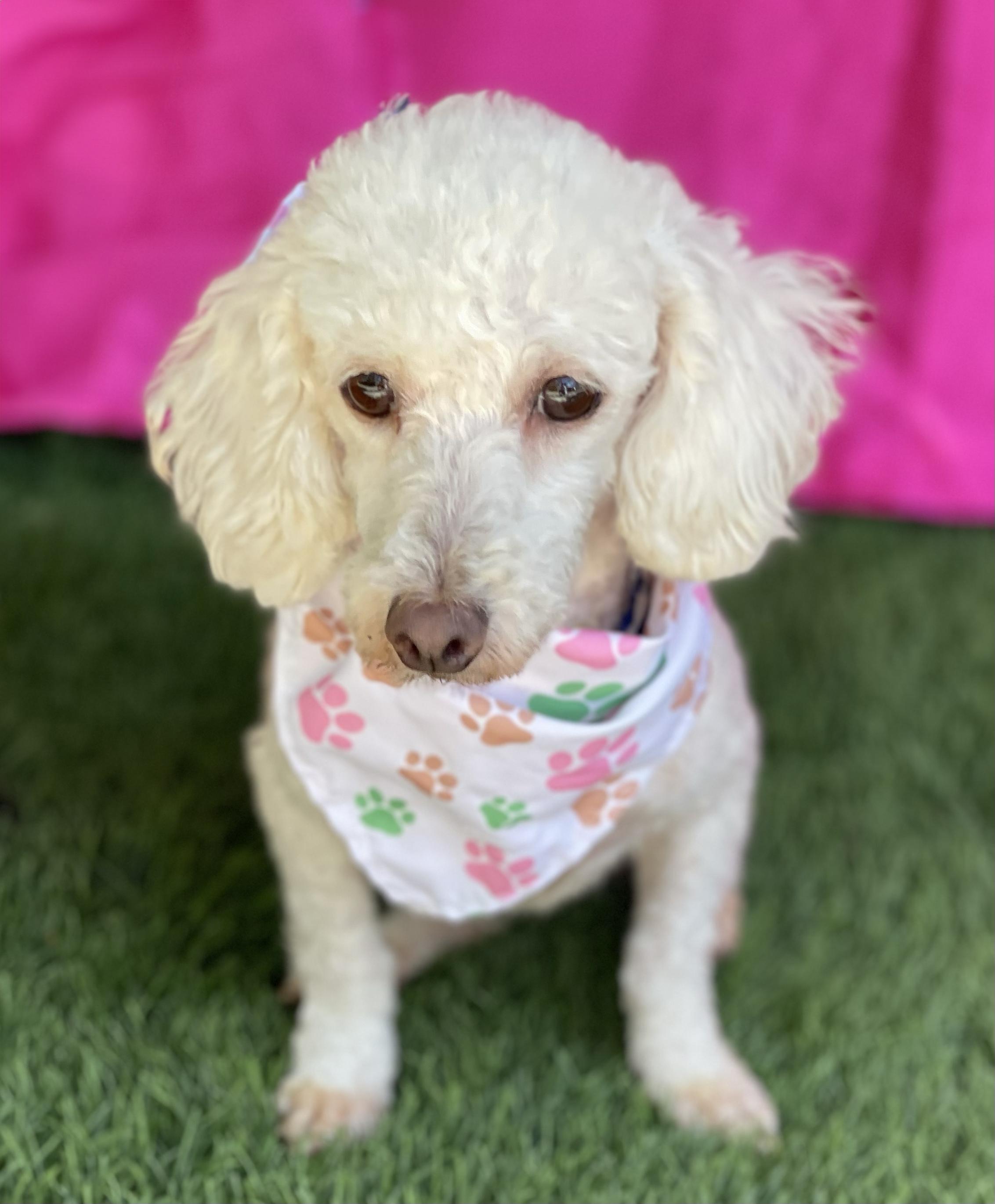 Enlarge FIFI, a Adopted Miniature Poodle in Rowland Heights, CA image 4/4