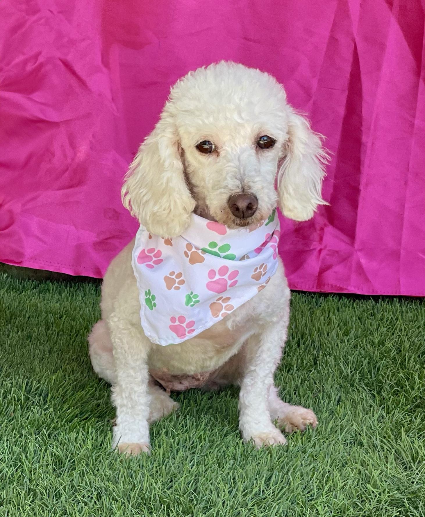 Enlarge FIFI, a Adopted Miniature Poodle in Rowland Heights, CA image 2/4