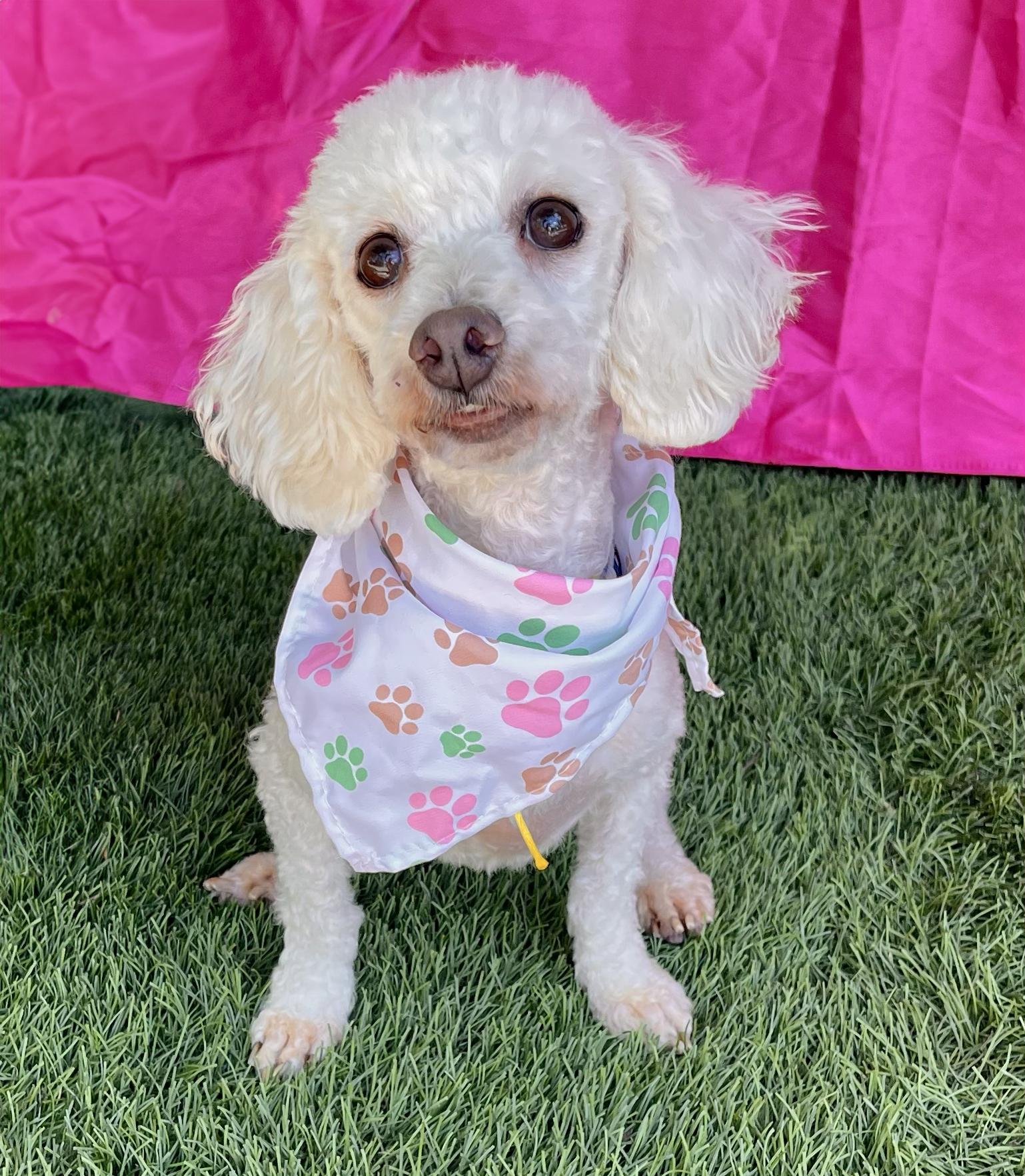 Enlarge FIFI, a Adopted Miniature Poodle in Rowland Heights, CA image 3/4