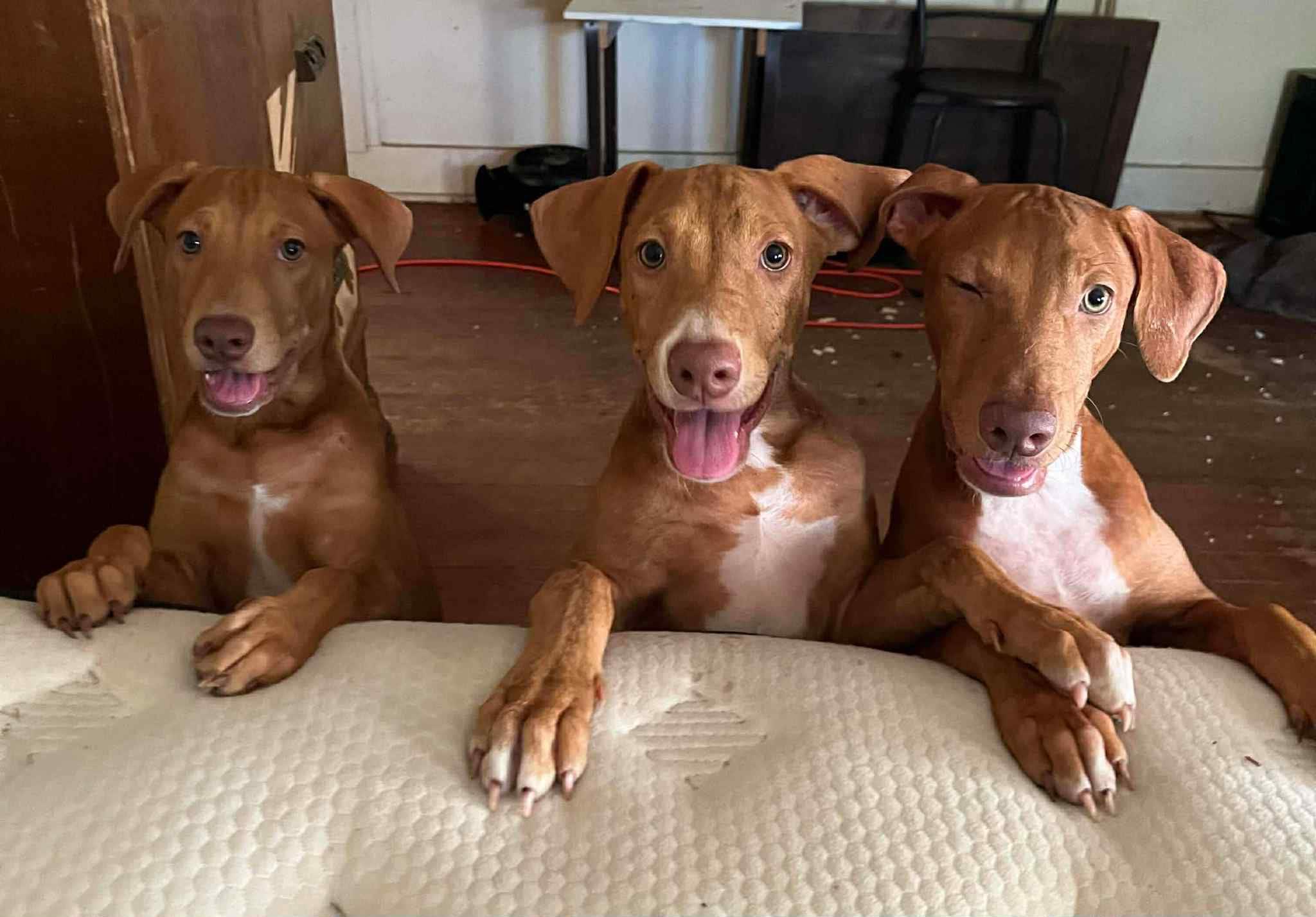 Sadie, Sarah, Sally, Adoptable, Young Female Rhodesian Ridgeback.