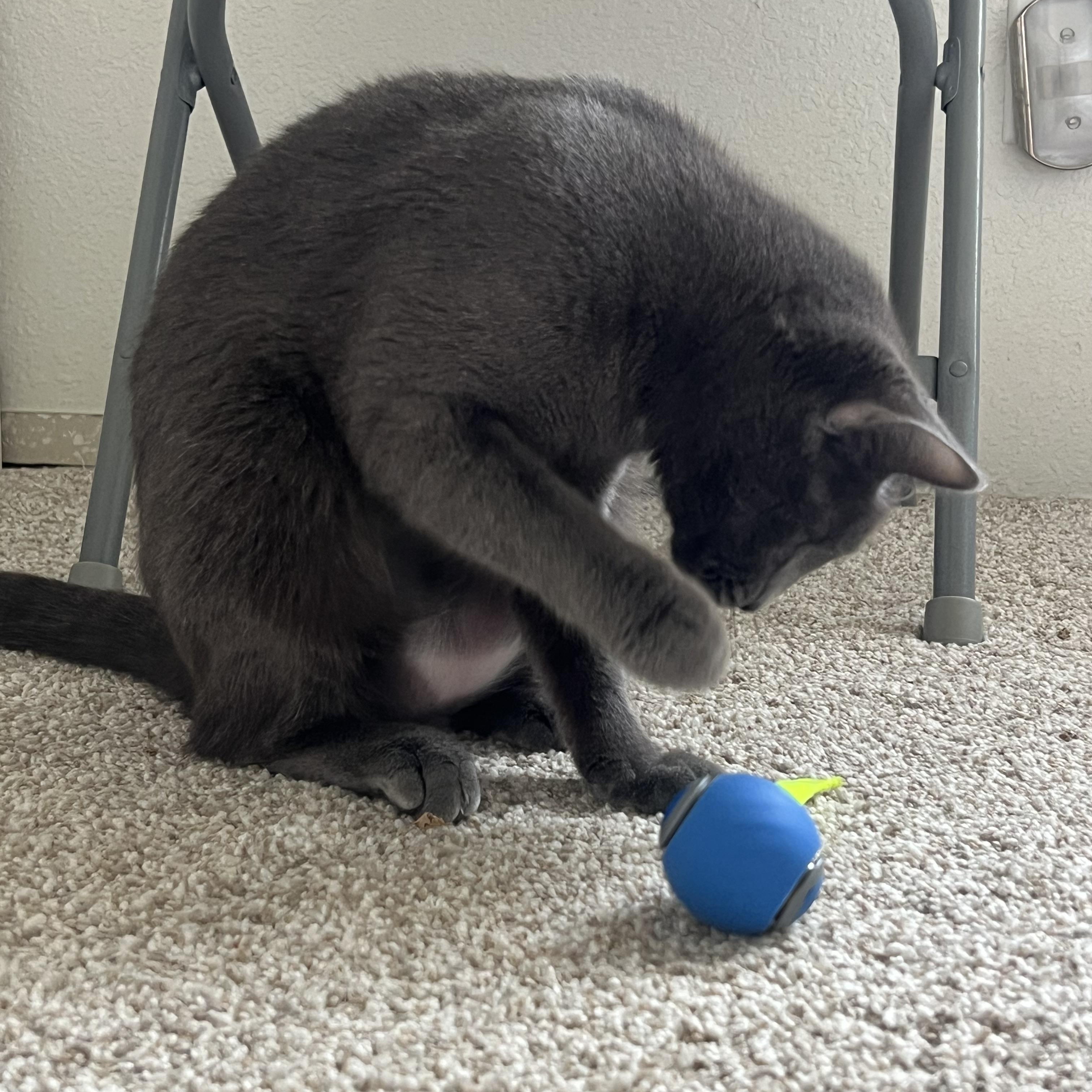 Ash, Baby Female Domestic Short Hair