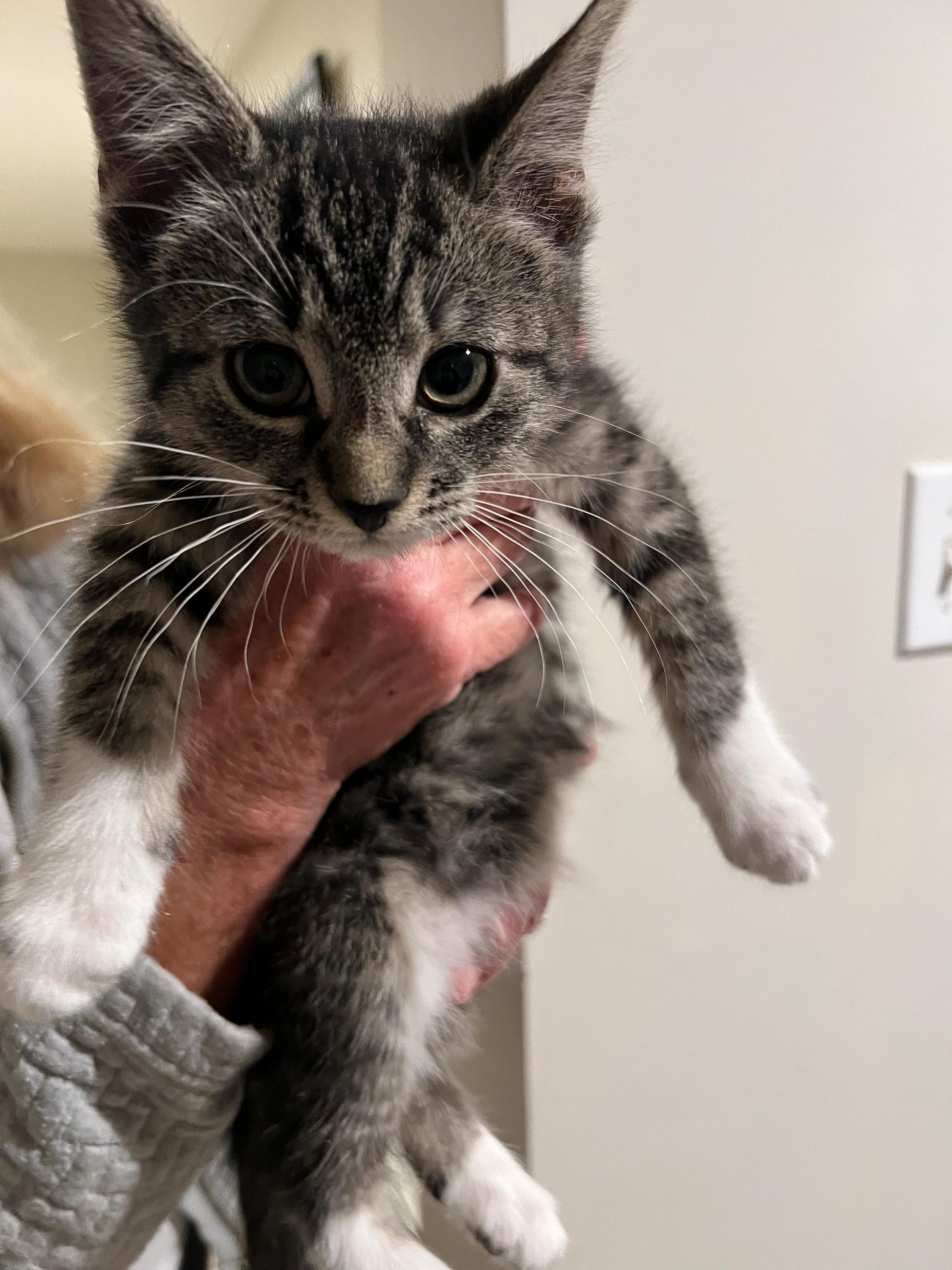 Enlarge Shade and kittens , a Adoptable Domestic Short Hair in Waltham, MA image 3/6