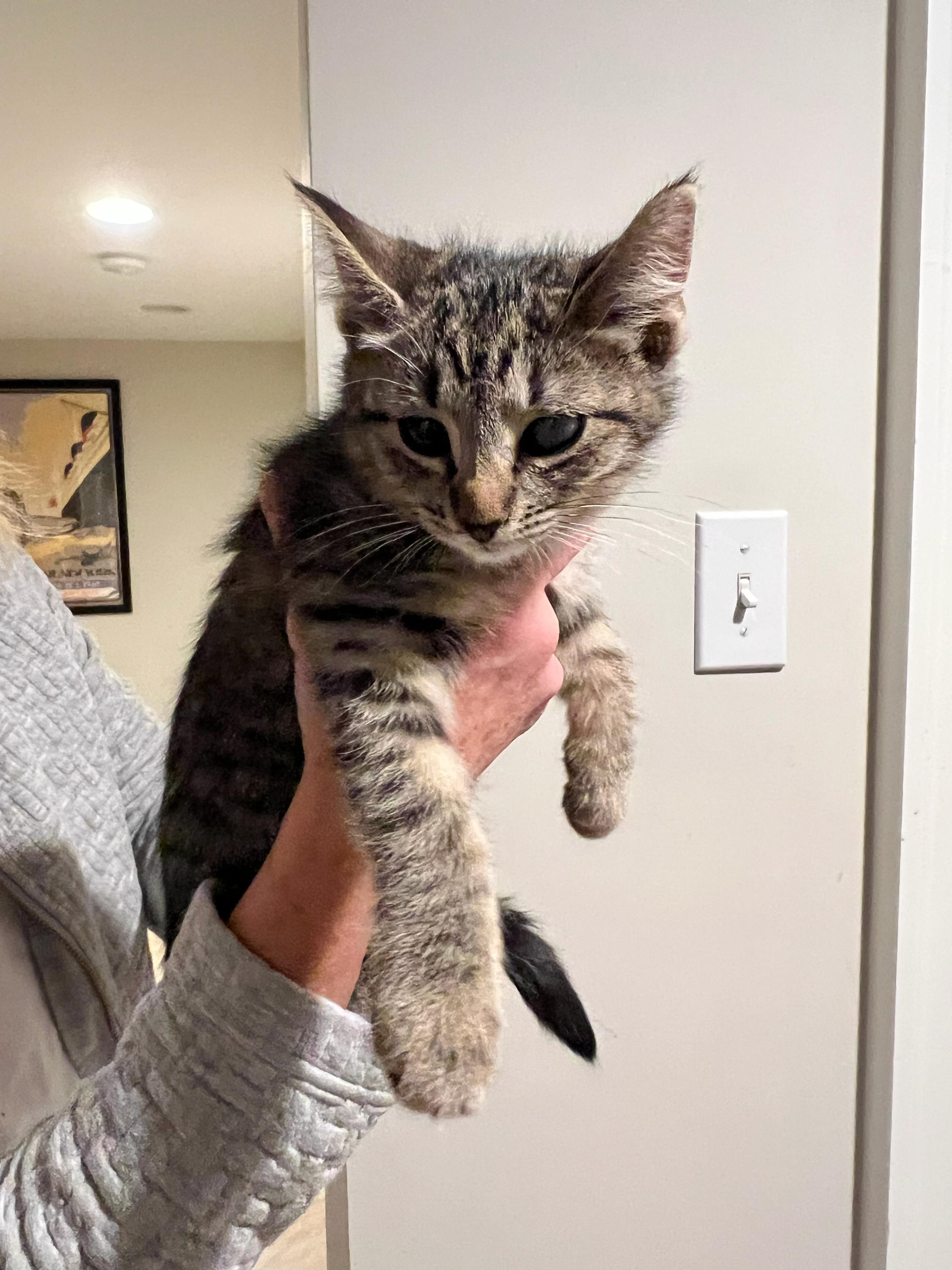 Enlarge Shade and kittens , a Adoptable Domestic Short Hair in Waltham, MA image 4/6