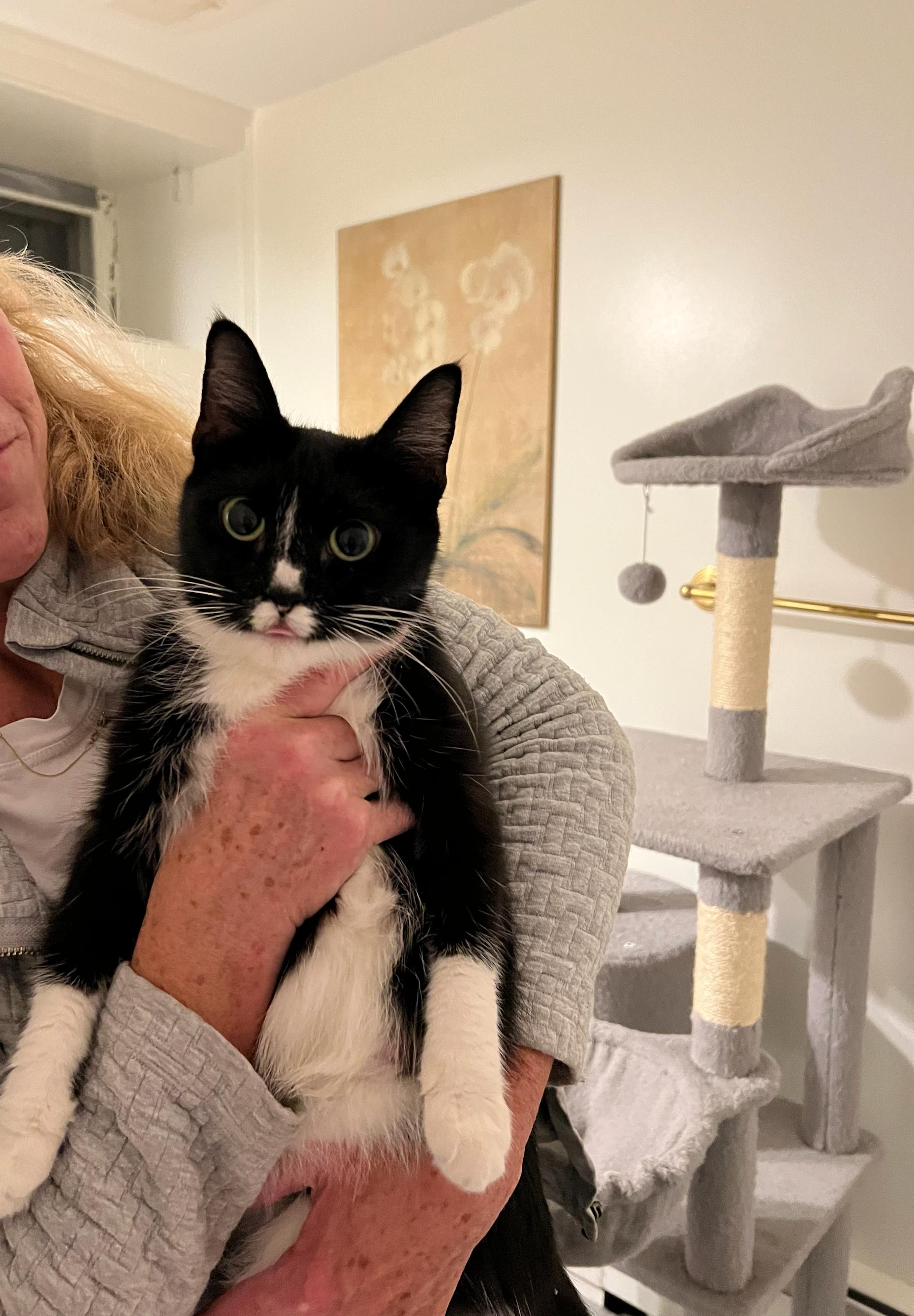 Enlarge Shade and kittens , a Adoptable Domestic Short Hair in Waltham, MA image 1/6