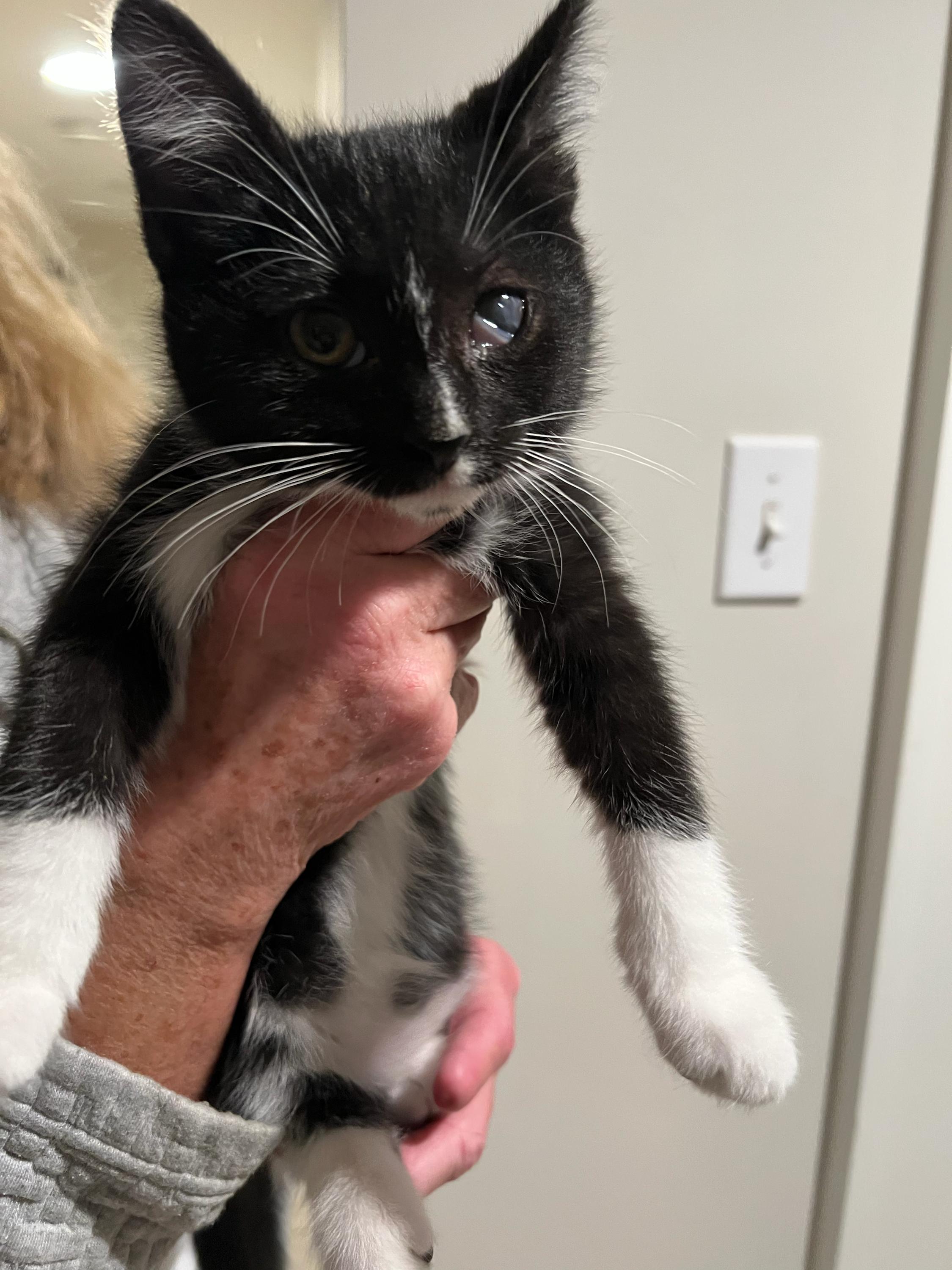 Enlarge Shade and kittens , a Adoptable Domestic Short Hair in Waltham, MA image 2/6