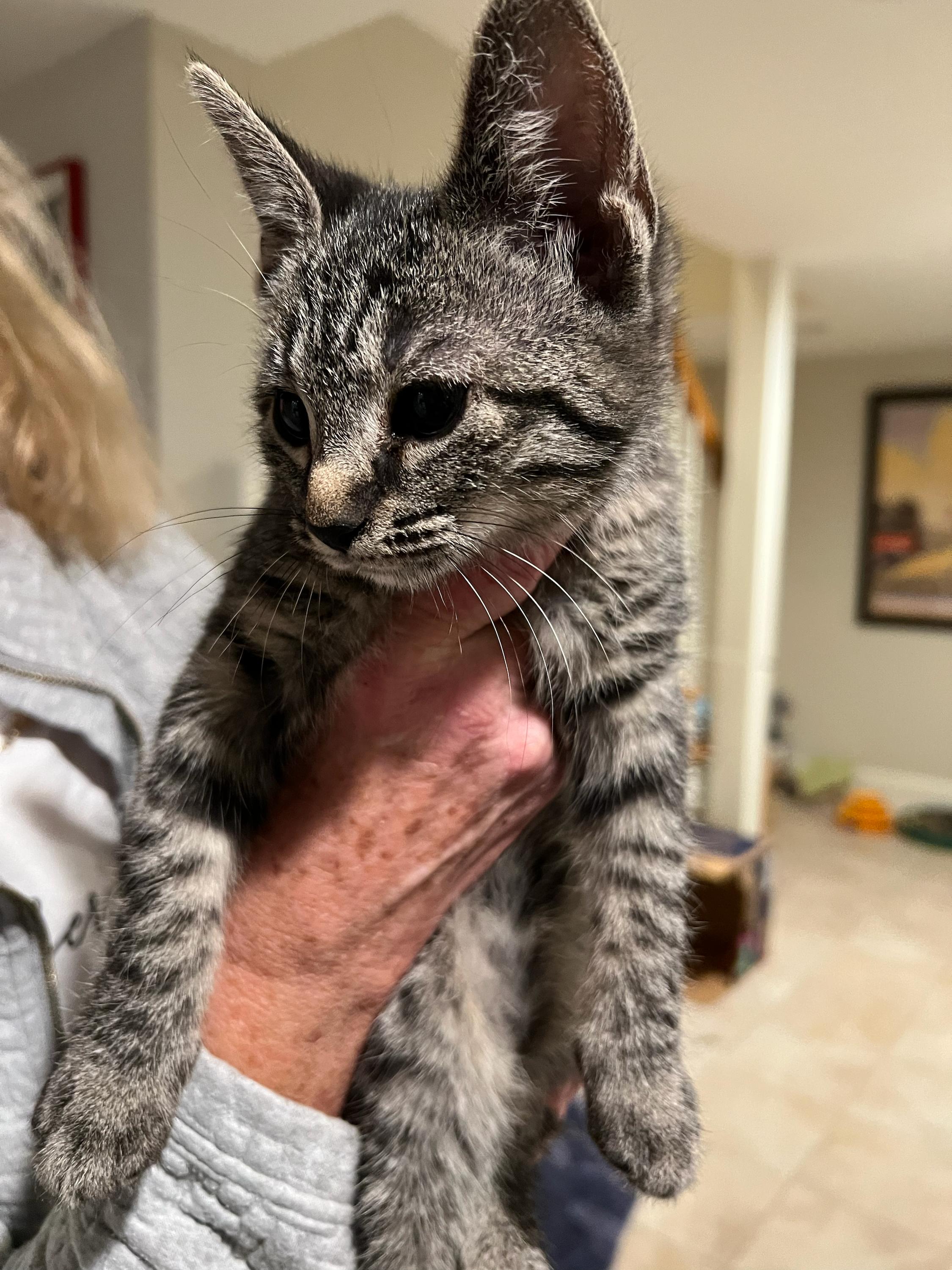 Enlarge Shade and kittens , a Adoptable Domestic Short Hair in Waltham, MA image 6/6