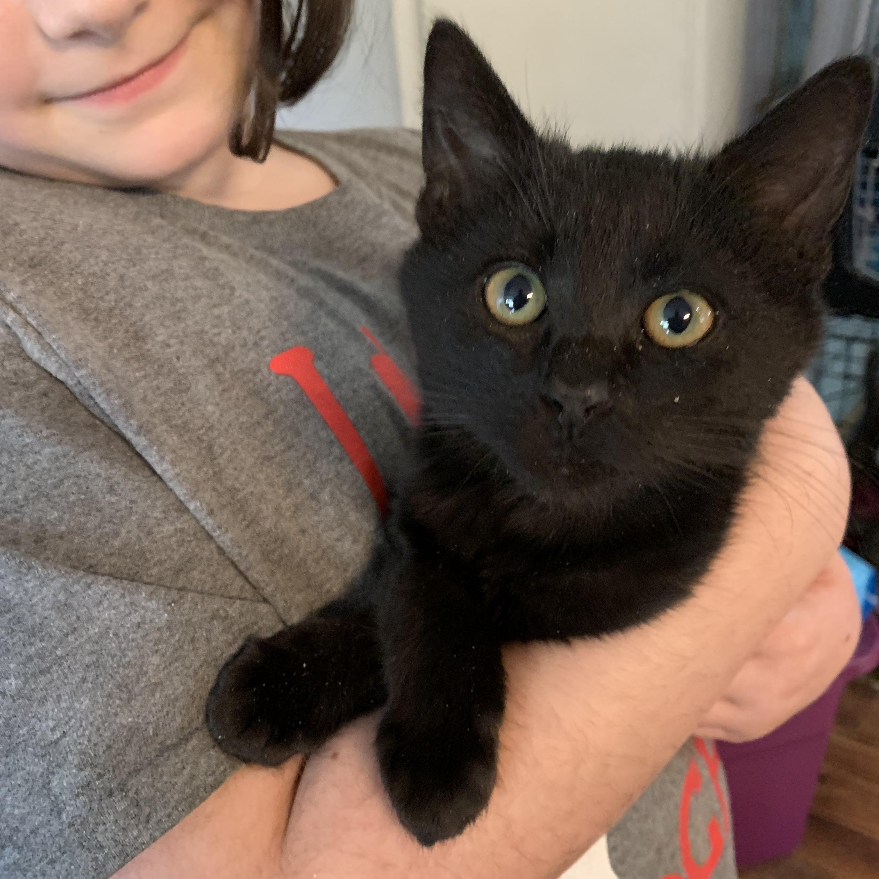 Pastel, a Adoptable Domestic Short Hair in Kelso, WA image 1/3