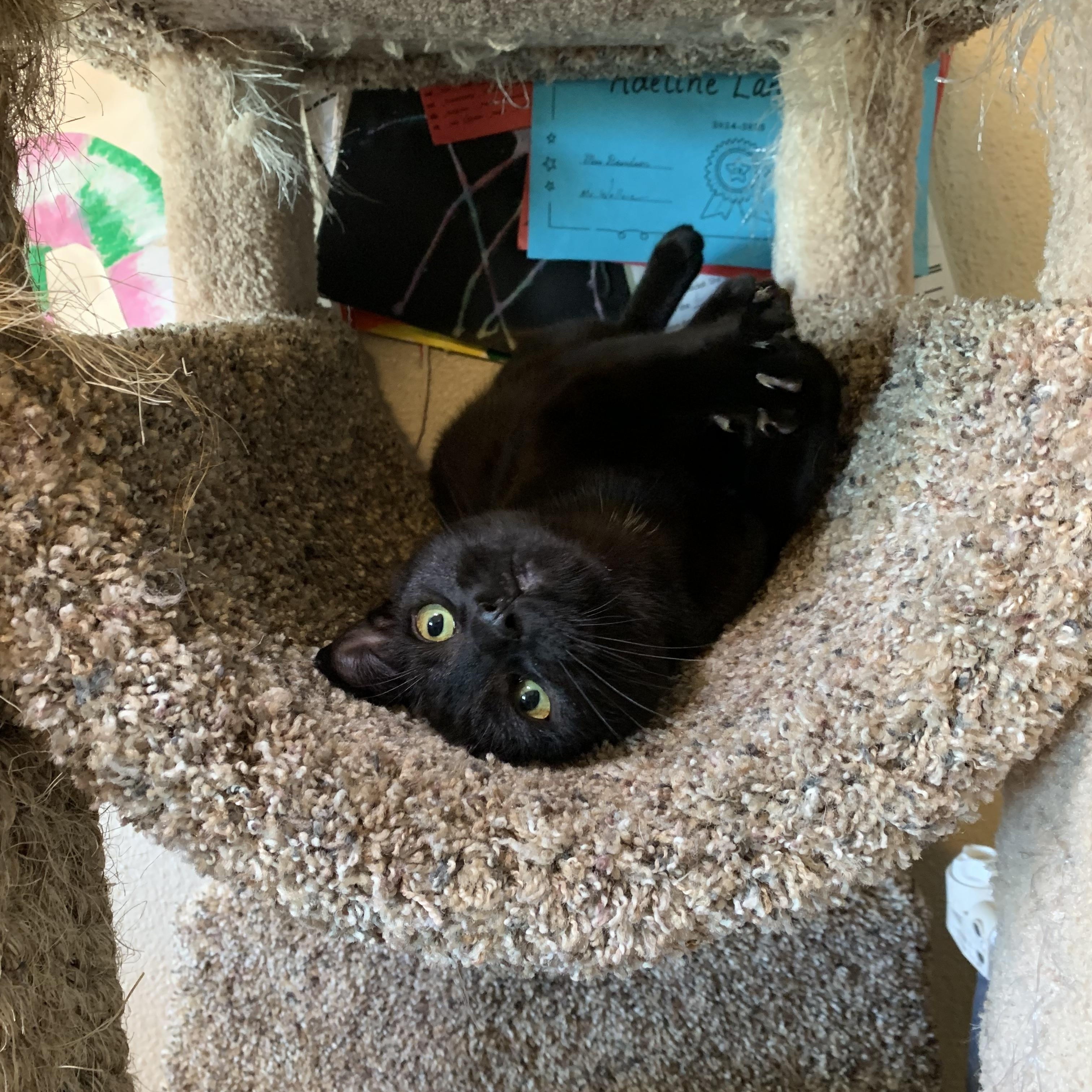 Enlarge Pastel, a Adoptable Domestic Short Hair in Kelso, WA image 2/6