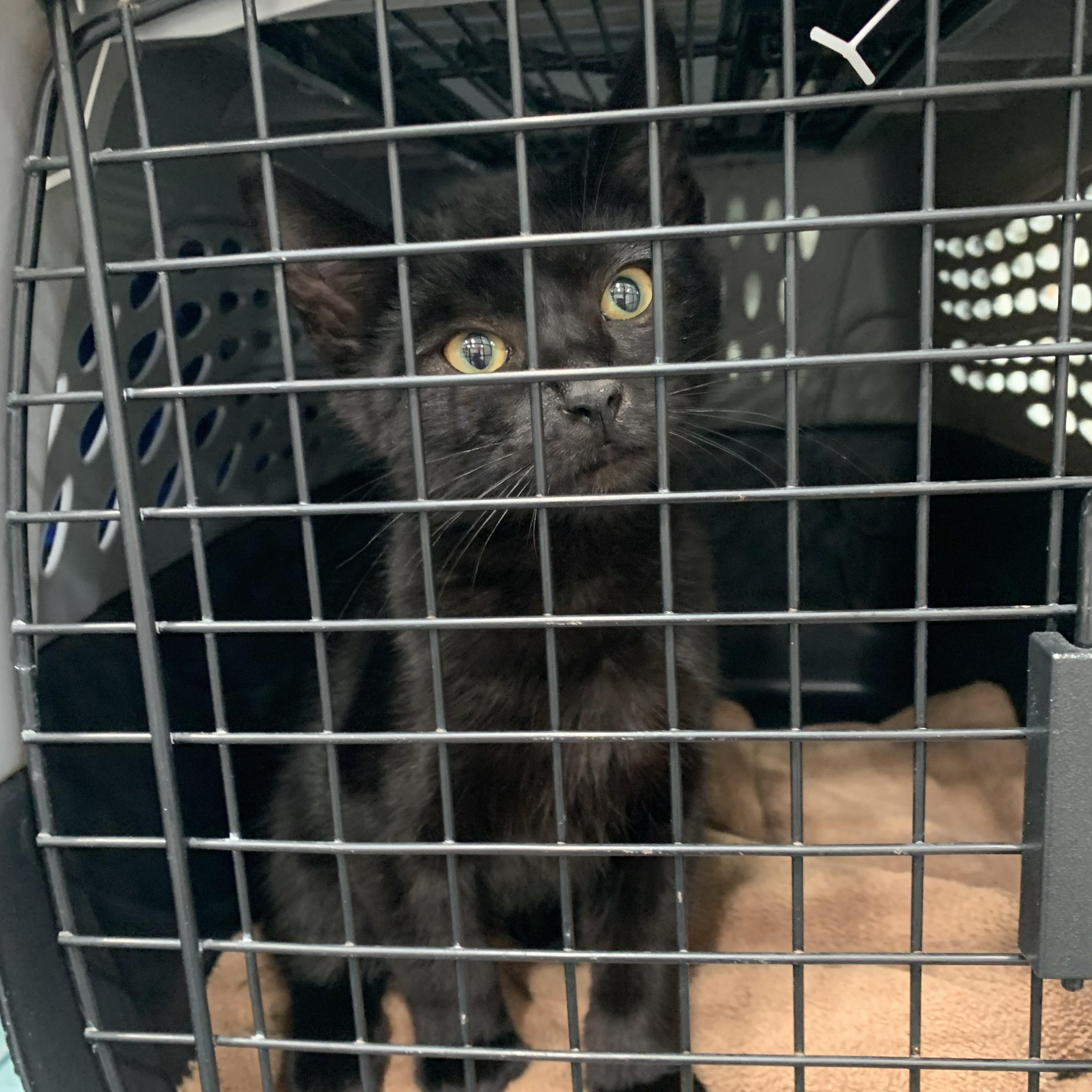 Pastel, a Adoptable Domestic Short Hair in Kelso, WA image 2/3