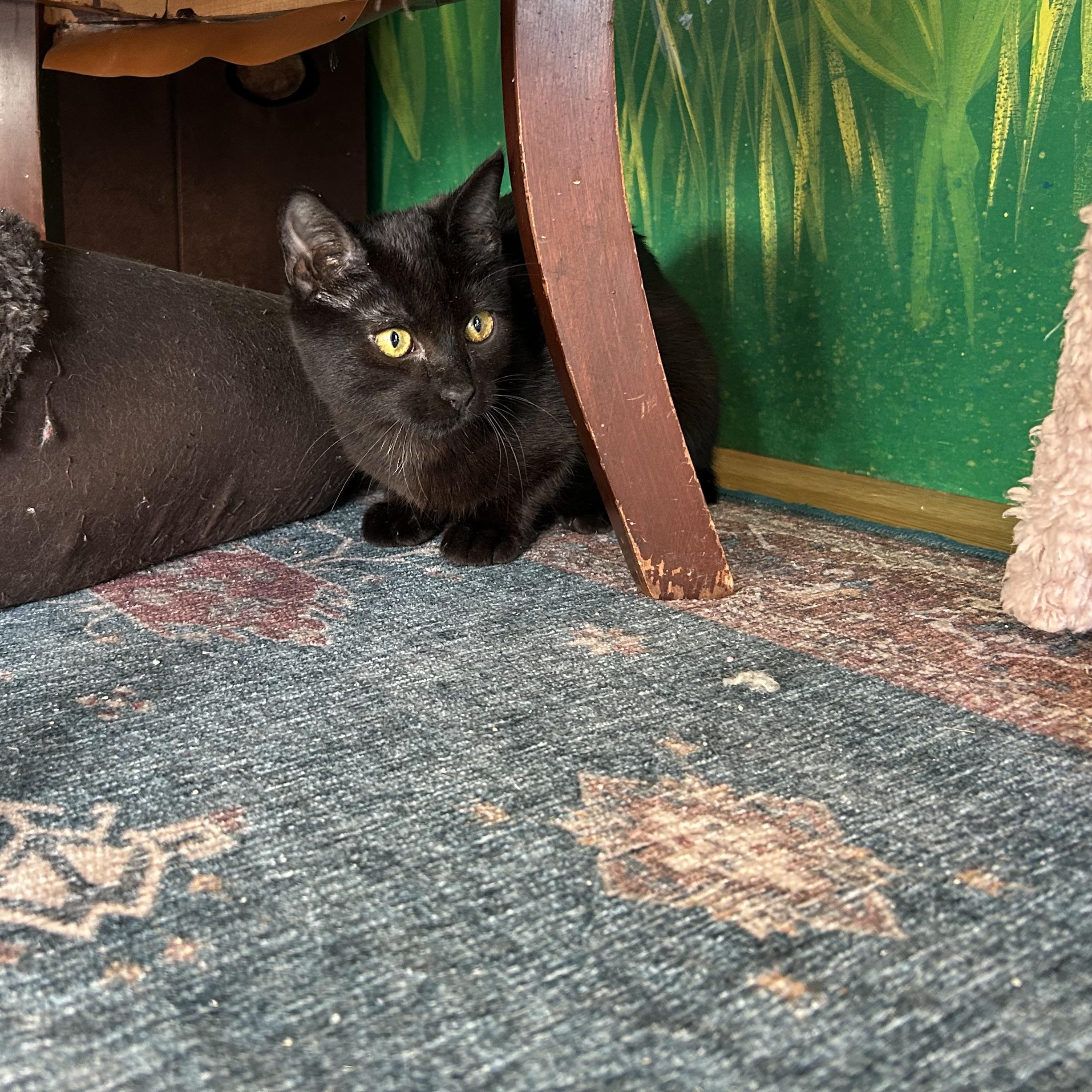 Pastel, a Adoptable Domestic Short Hair in Kelso, WA image 3/3