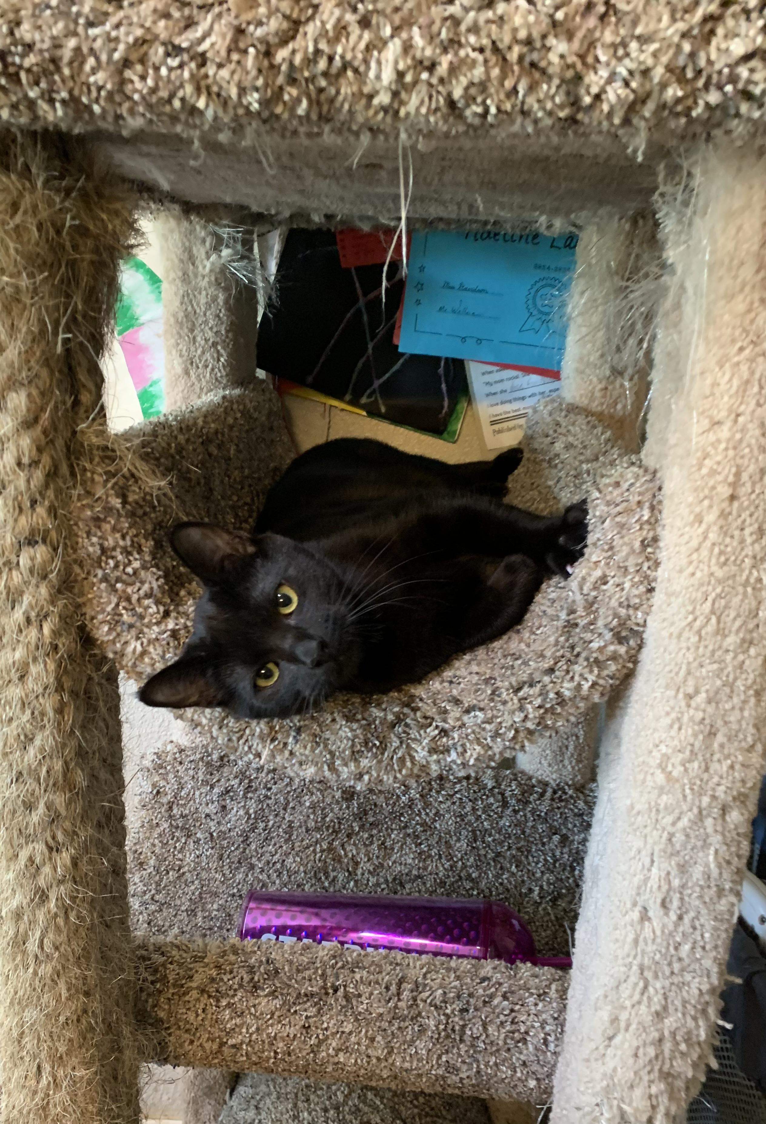 Enlarge Pastel, a Adoptable Domestic Short Hair in Kelso, WA image 3/6