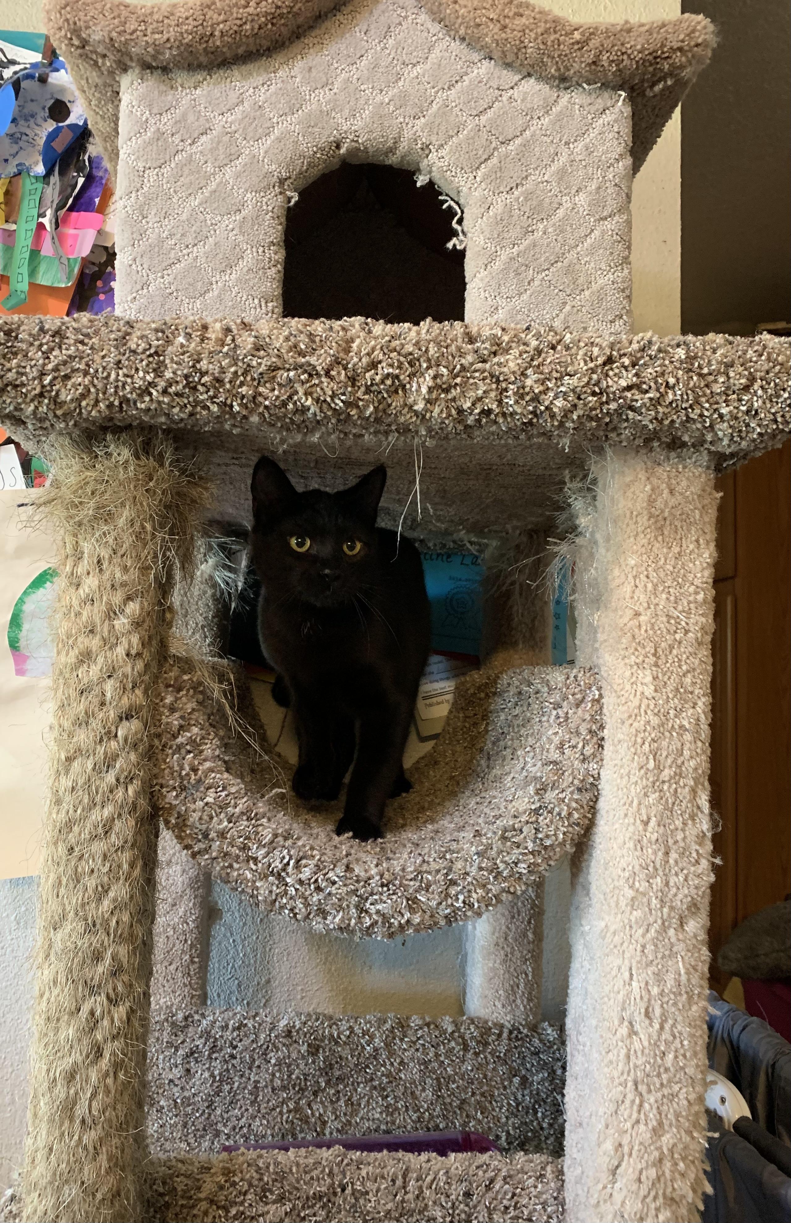 Enlarge Pastel, a Adoptable Domestic Short Hair in Kelso, WA image 6/6
