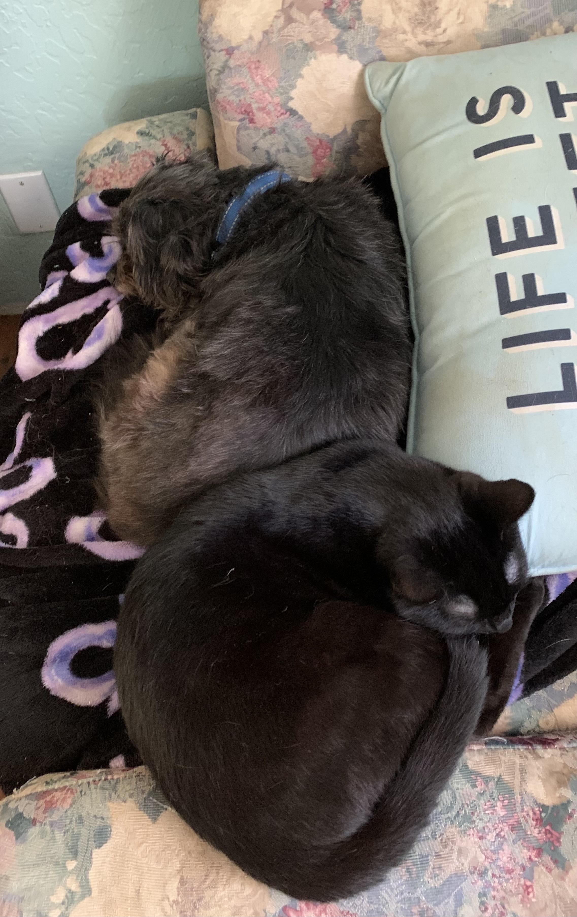 Enlarge Pastel, a Adoptable Domestic Short Hair in Kelso, WA image 5/6