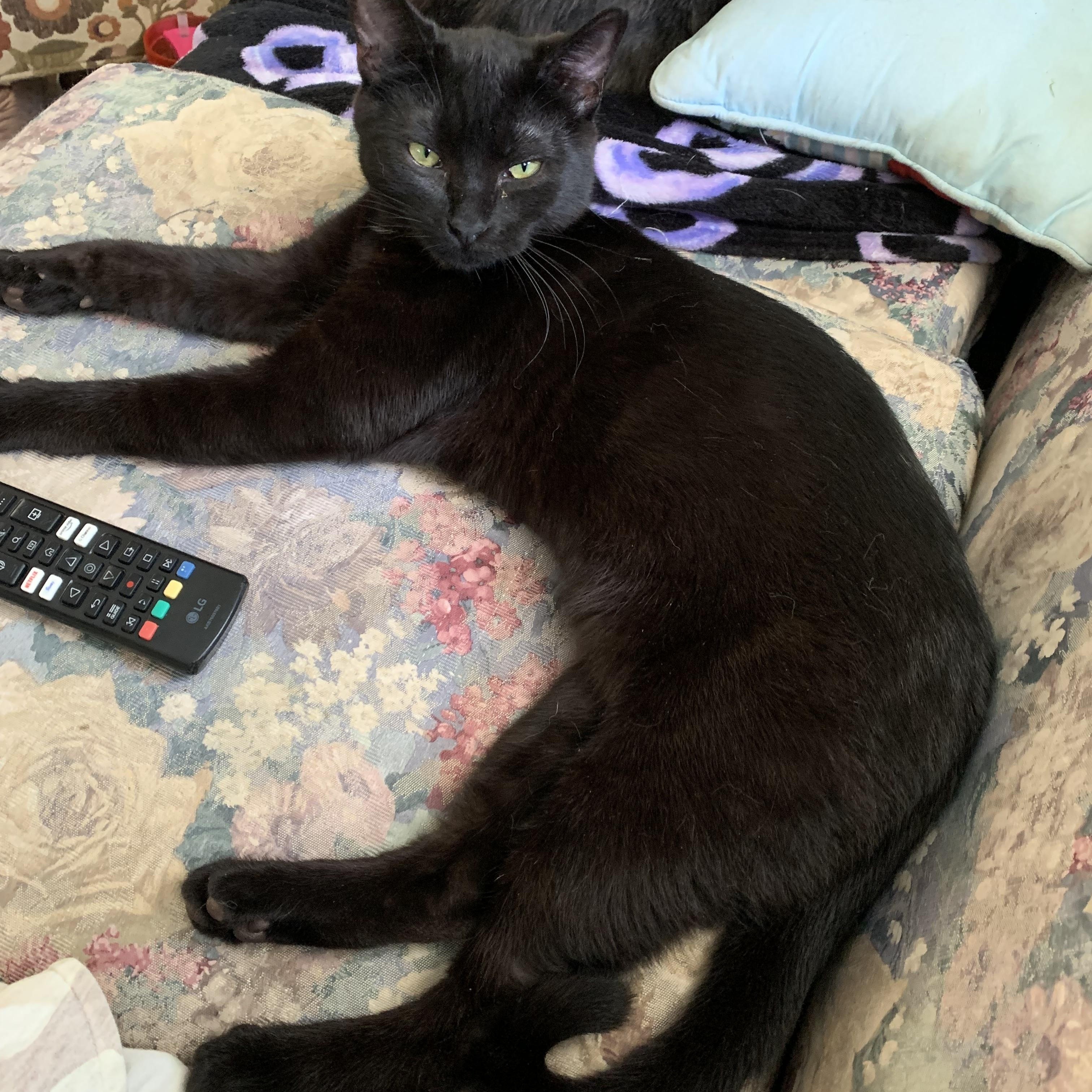 Enlarge Pastel, a Adoptable Domestic Short Hair in Kelso, WA image 4/6