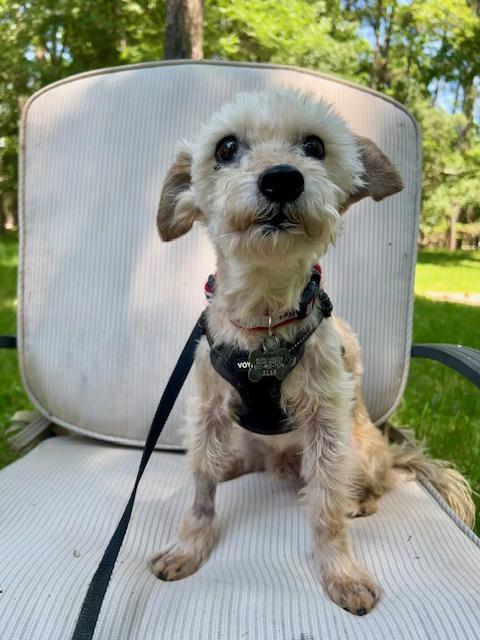 DJ, a Adoptable mixed breed in Spring, TX image 3/4