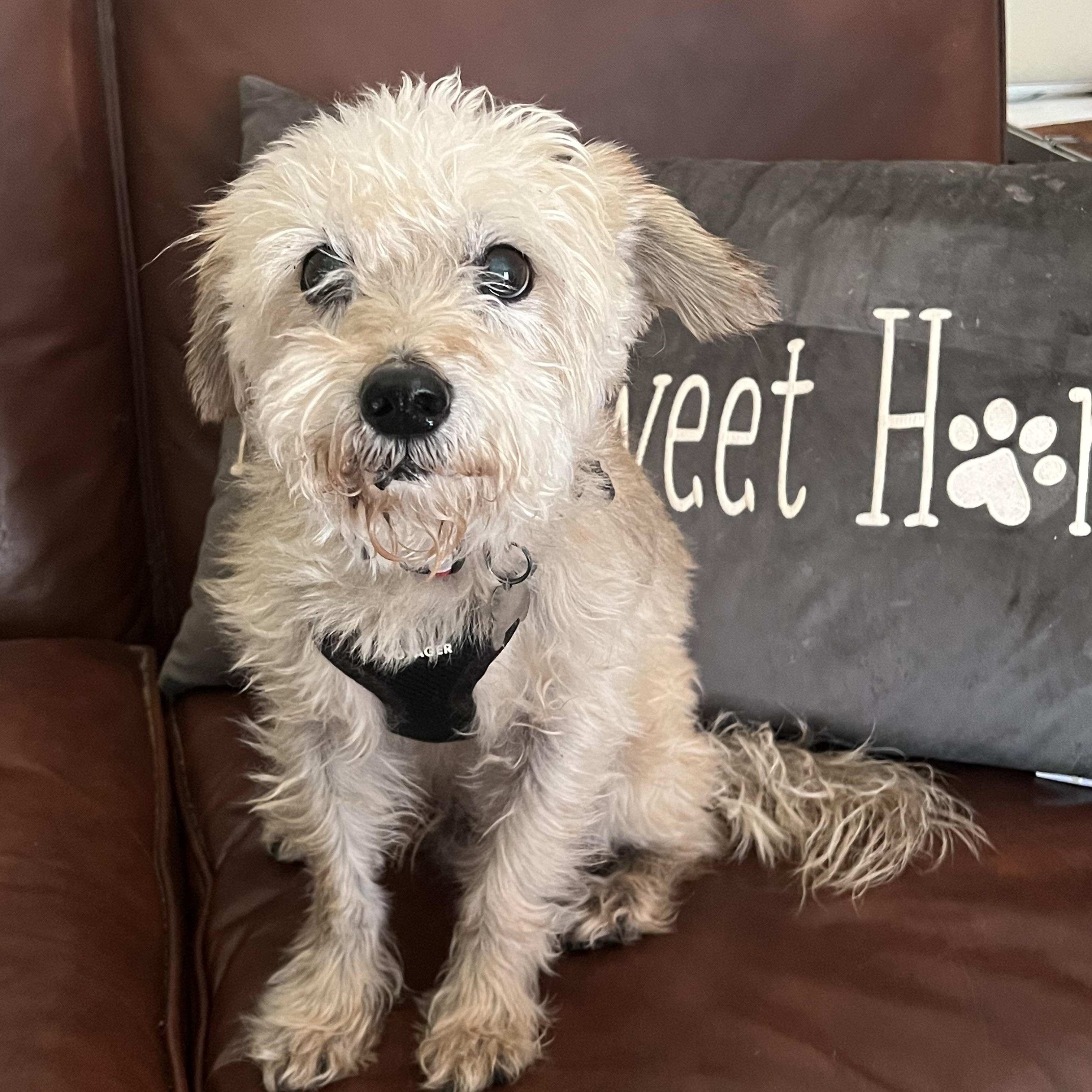 DJ, Adoptable, Senior Male Terrier & Mixed Breed.