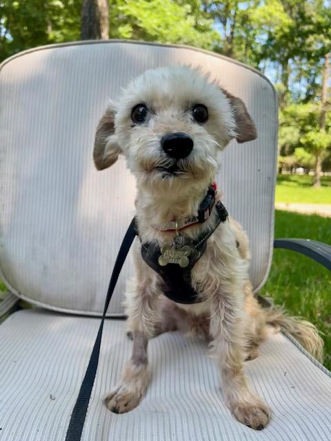 DJ, a Adoptable mixed breed in Spring, TX image 2/4