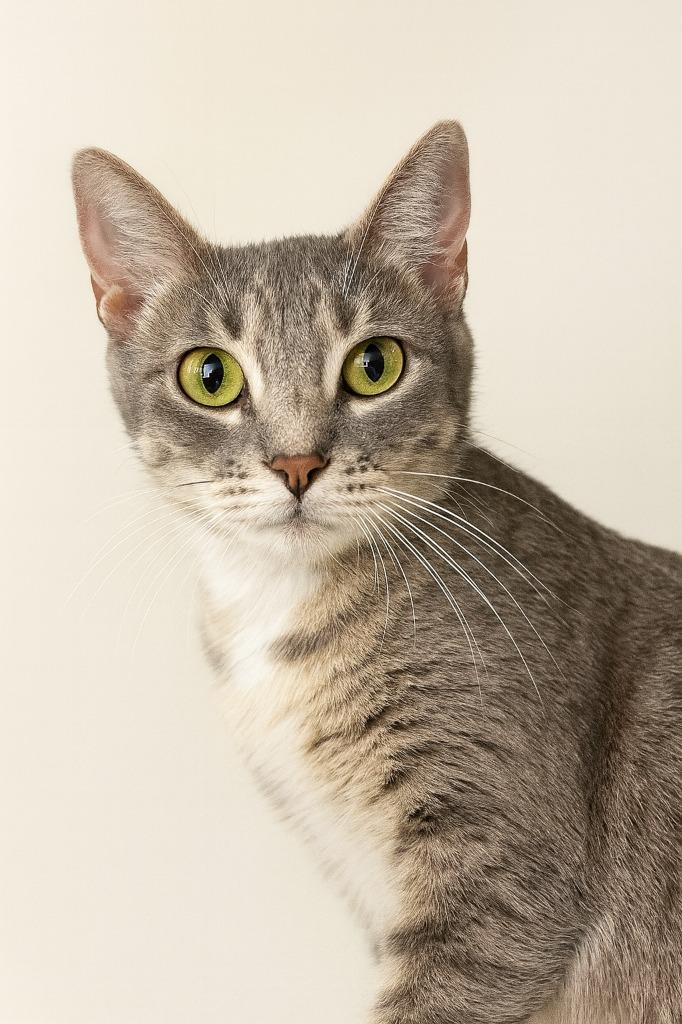 Nani, Adoptable, Young Female Domestic Short Hair.