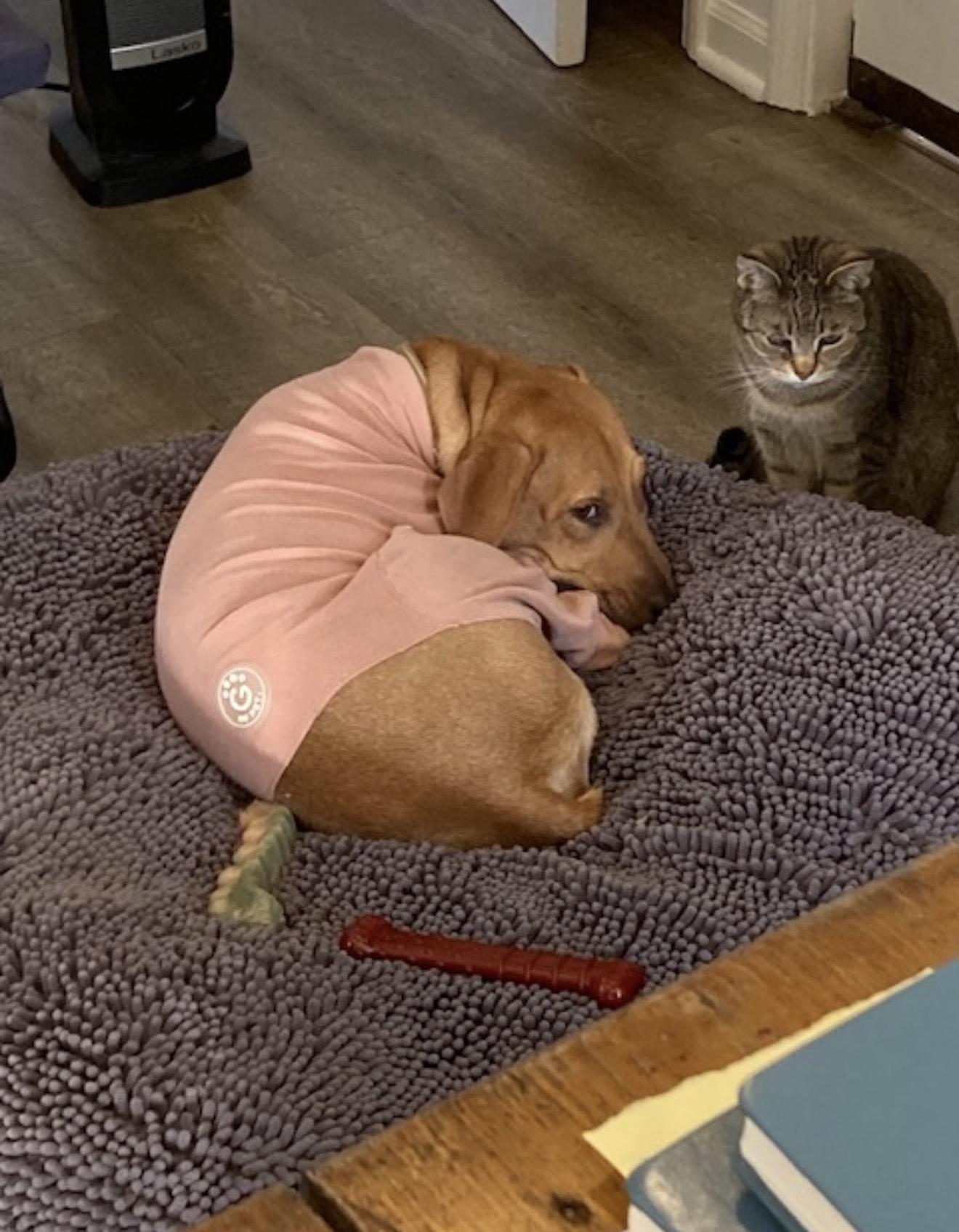 Enlarge Pumpkin, a Adoptable mixed breed in Albion, NY image 3/6