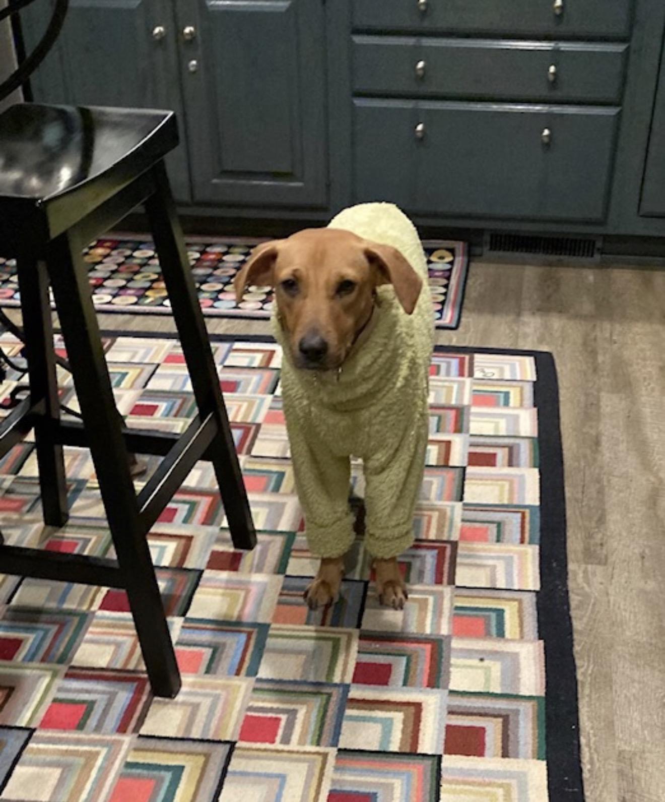 Pumpkin, Adoptable, Young Female Labrador Retriever & Vizsla.