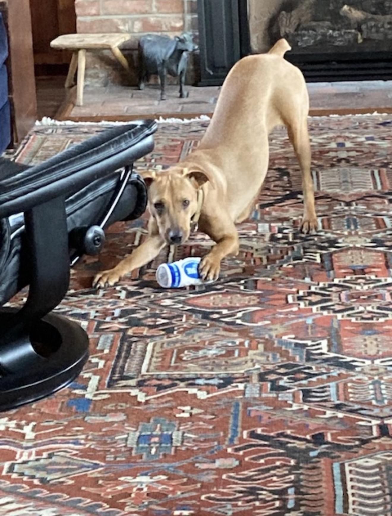 Enlarge Pumpkin, a Adoptable mixed breed in Albion, NY image 5/6