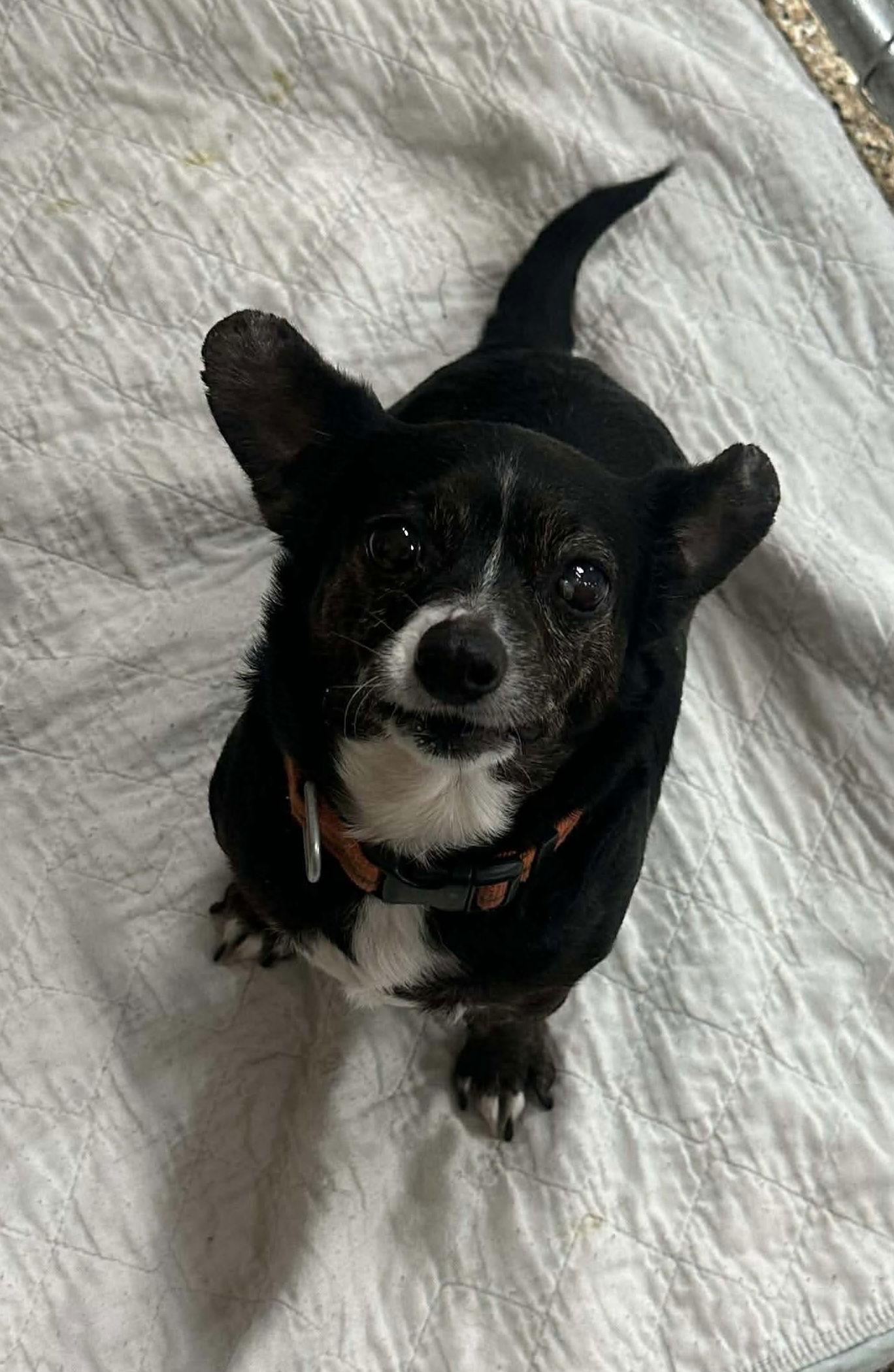 Jasmine, Adoptable, Senior Female Terrier.