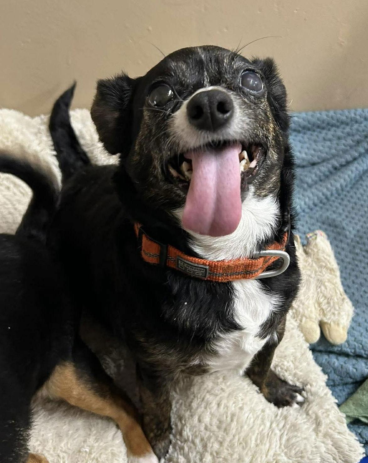 Enlarge Jasmine, a Adoptable Terrier in Steeleville, IL image 2/3
