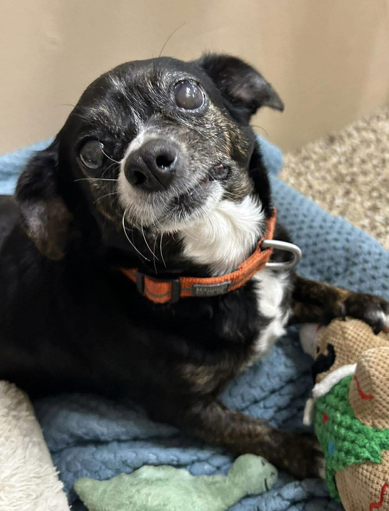 Enlarge Jasmine, a Adoptable Terrier in Steeleville, IL image 3/3