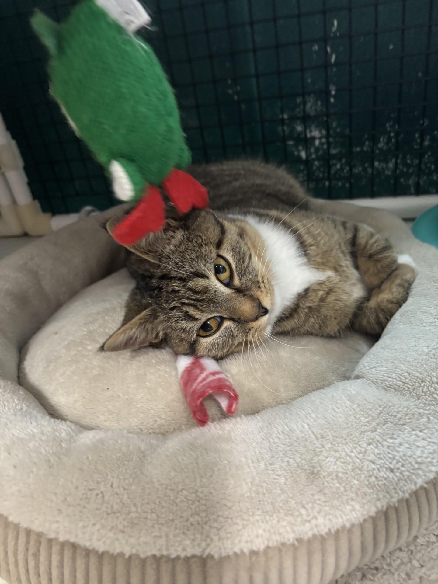 Enlarge Teriyaki, a ADOPTABLE Domestic Short Hair in Altoona, PA image 2/2