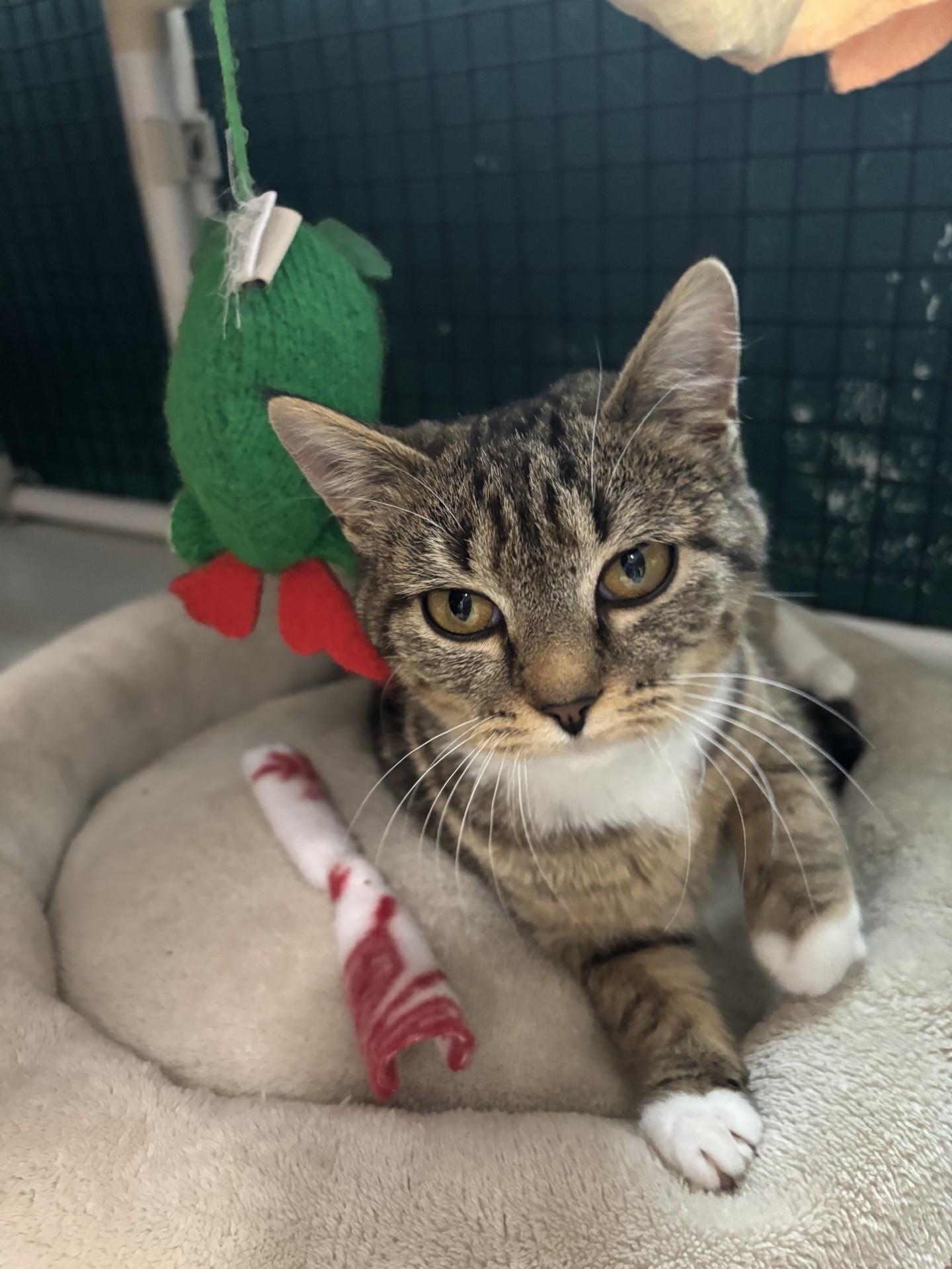 Enlarge Teriyaki, a ADOPTABLE Domestic Short Hair in Altoona, PA image 1/2