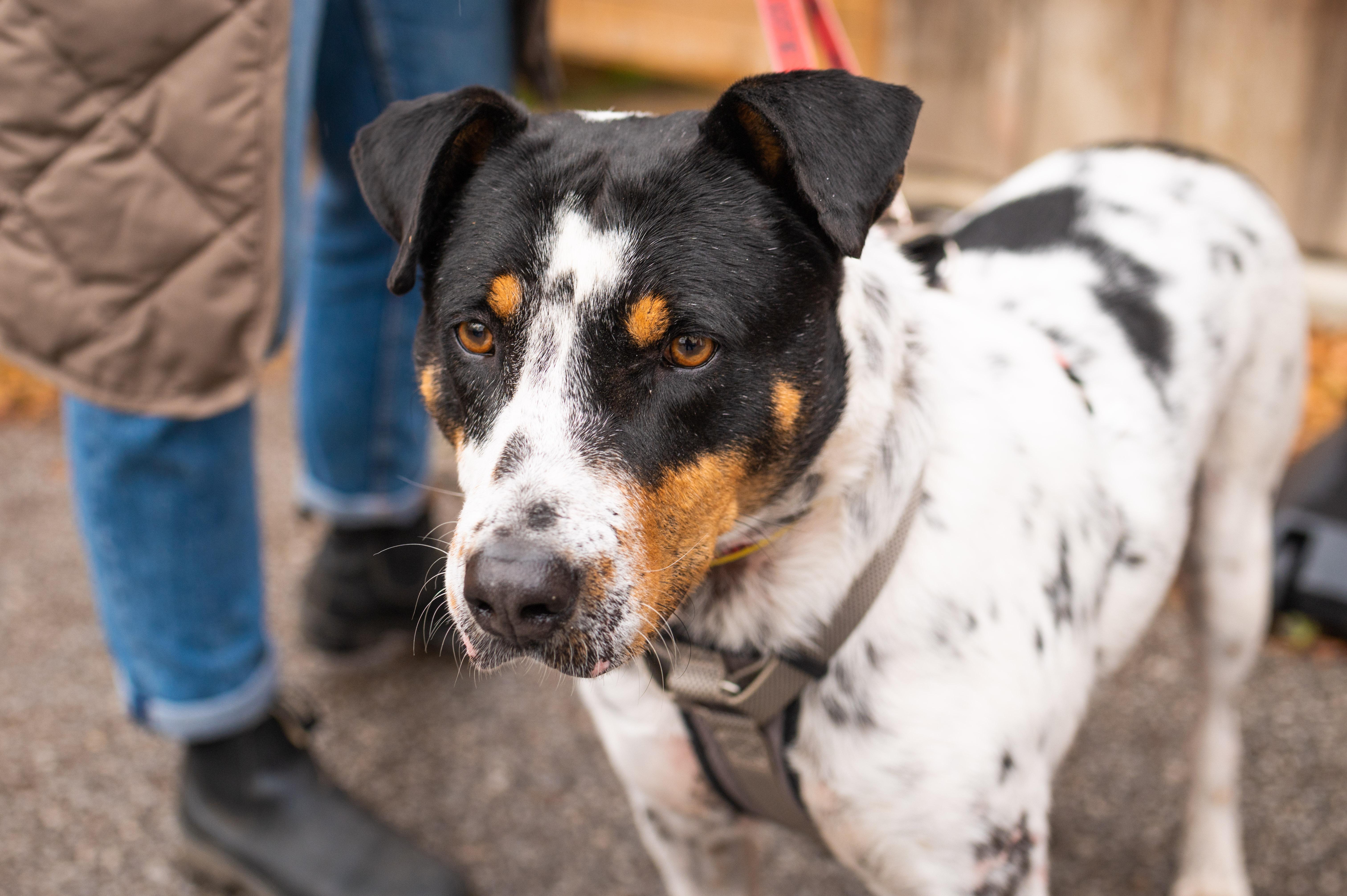Enlarge Kiko, a ADOPTABLE Mixed Breed in Mississauga, ON image 2/6