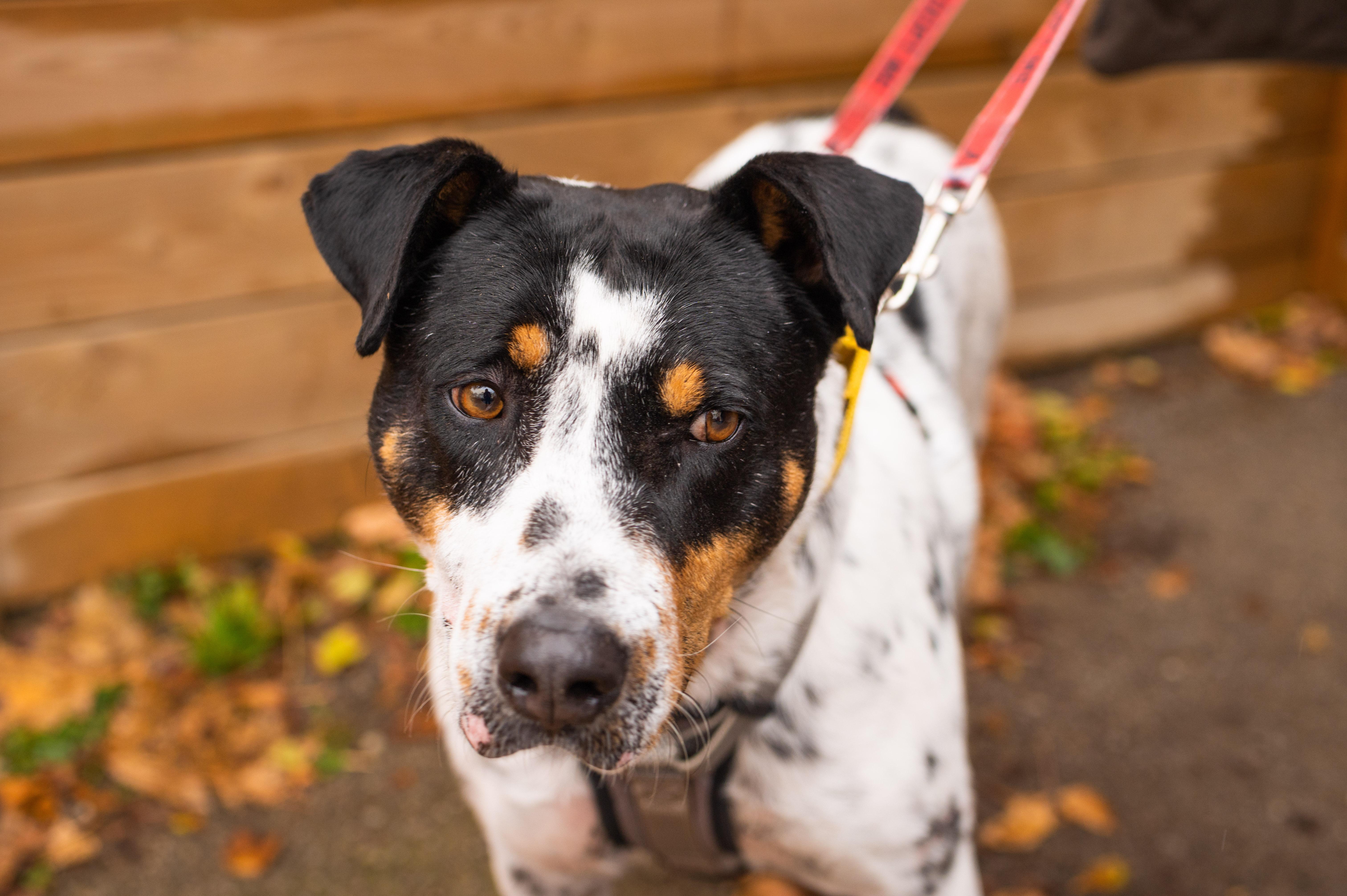Kiko, ADOPTABLE, Senior Male Mixed Breed.