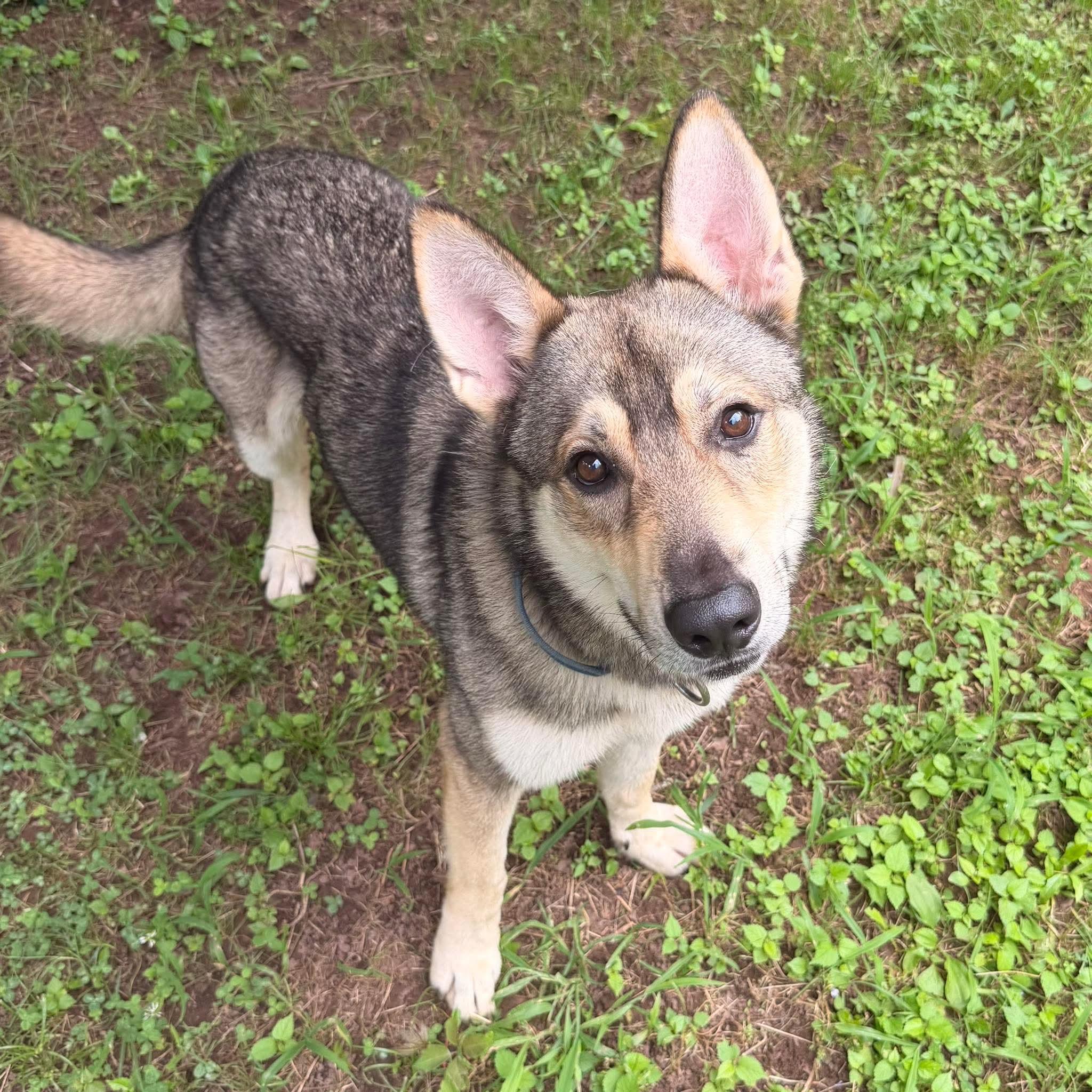 Enlarge Percy, a Adoptable mixed breed in Quakertown, PA image 4/4