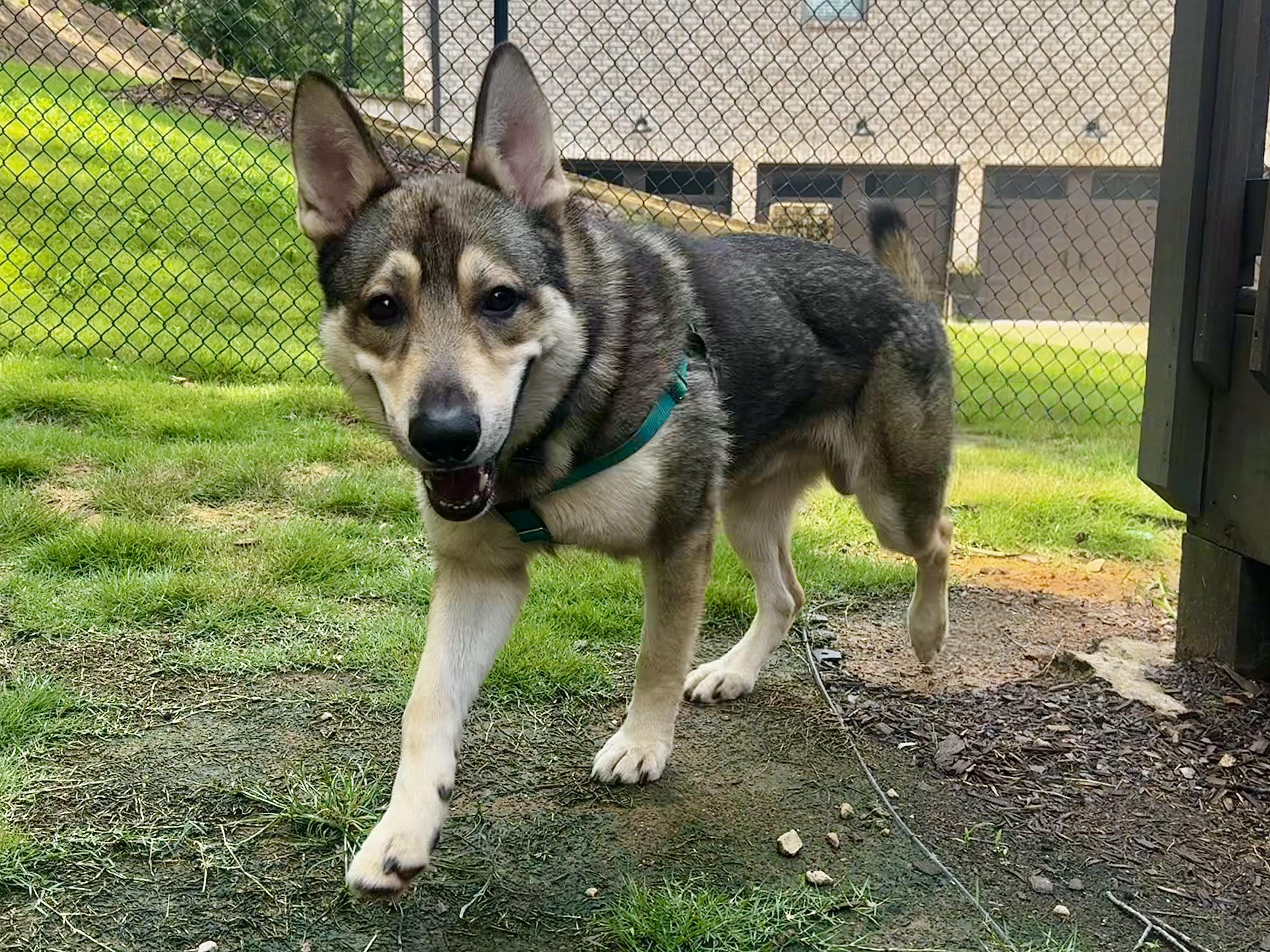 Enlarge Percy, a Adoptable mixed breed in Quakertown, PA image 2/4