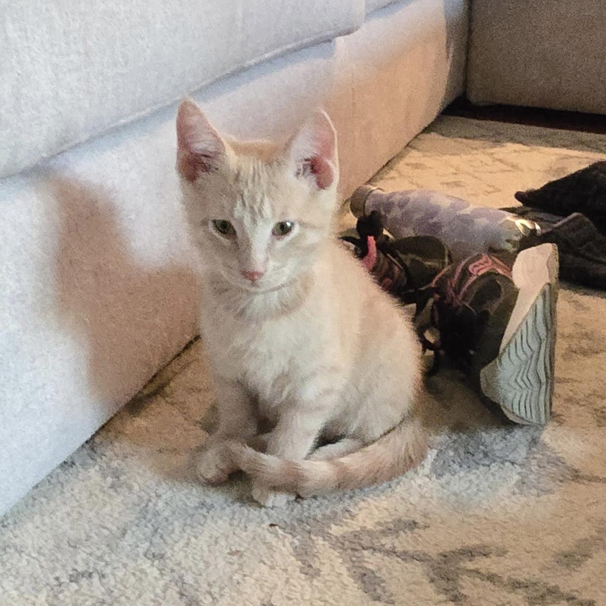 Hope, a ADOPTABLE Domestic Short Hair in Indianapolis, IN image 2/3