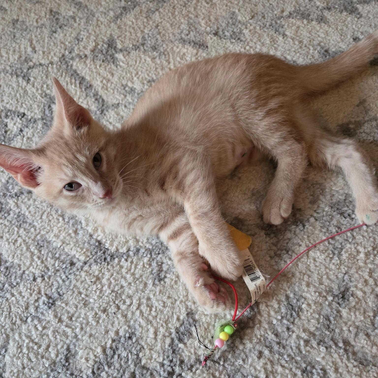 Hope, a ADOPTABLE Domestic Short Hair in Indianapolis, IN image 3/3
