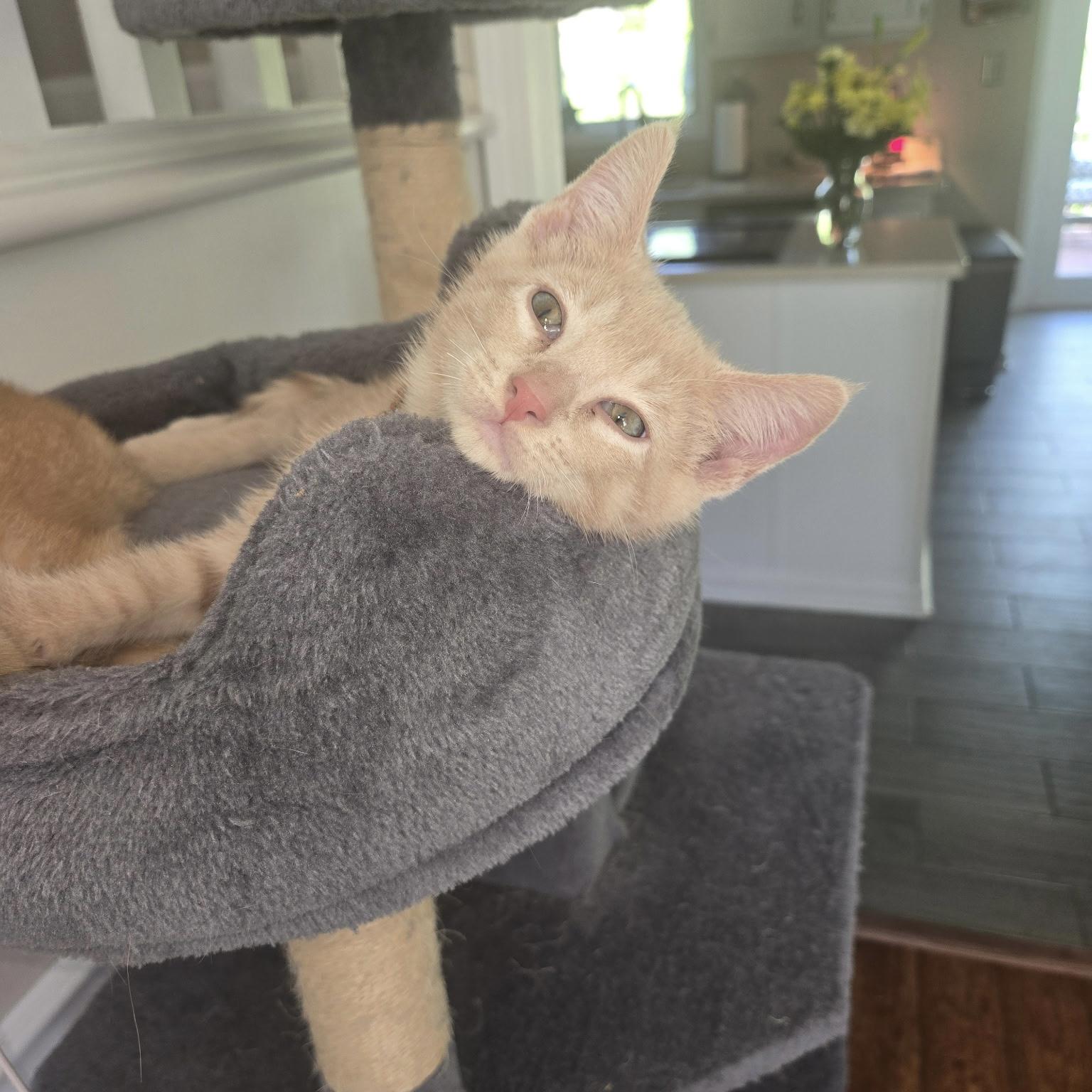 Hope, ADOPTABLE, Kitten Male Domestic Short Hair.