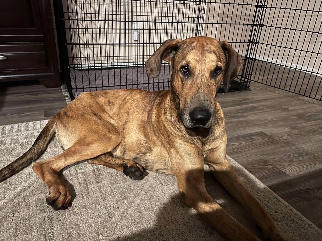 Ember, a ADOPTABLE Great Dane in Granbury, TX image 4/4