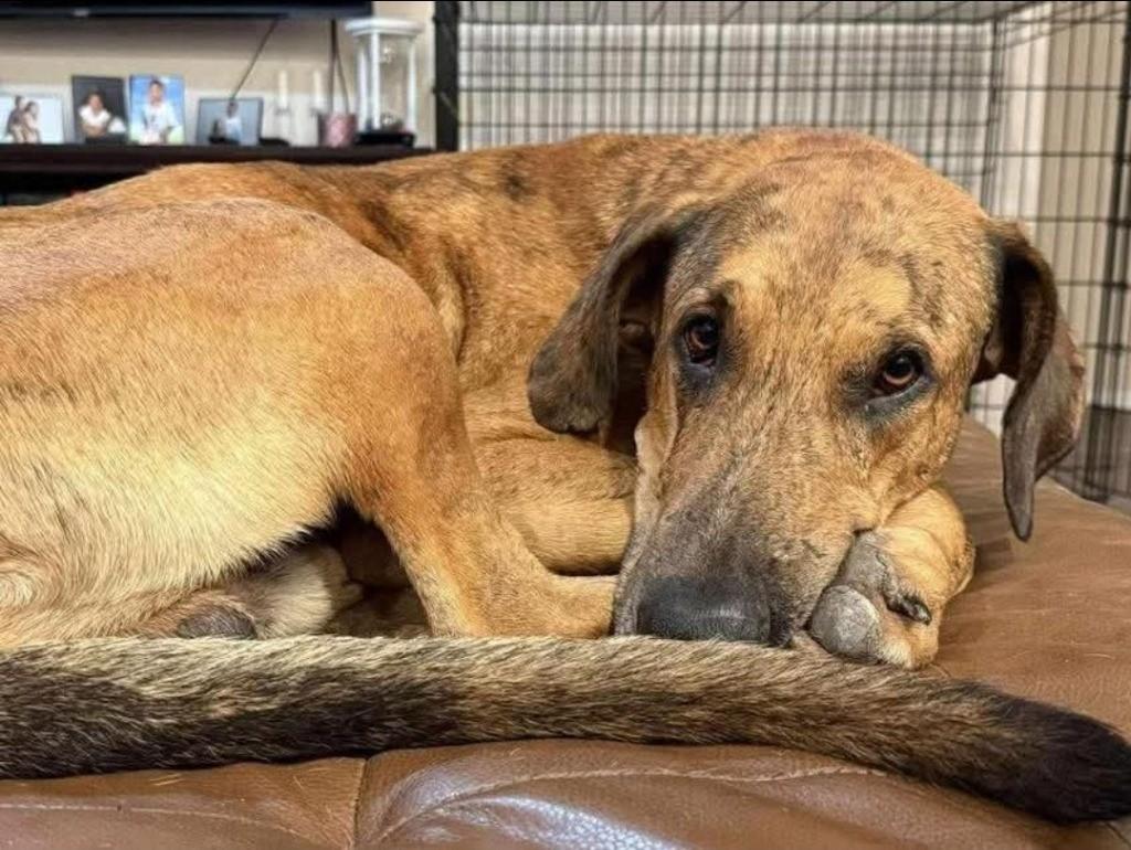 Ember, a ADOPTABLE Great Dane in Granbury, TX image 3/4
