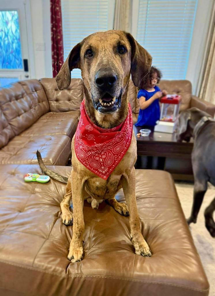 Ember, ADOPTABLE, Adult Male Great Dane.
