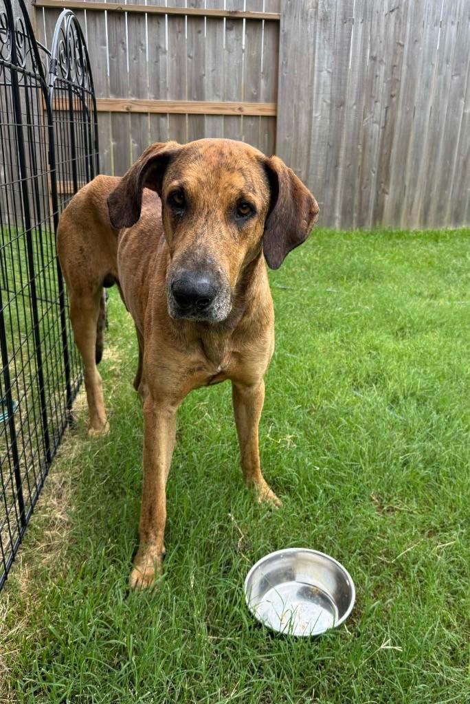 Ember, a ADOPTABLE Great Dane in Granbury, TX image 2/4
