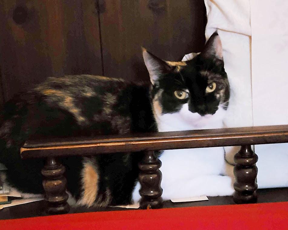 Sweet Baby, ADOPTABLE, Adult Female Domestic Short Hair.