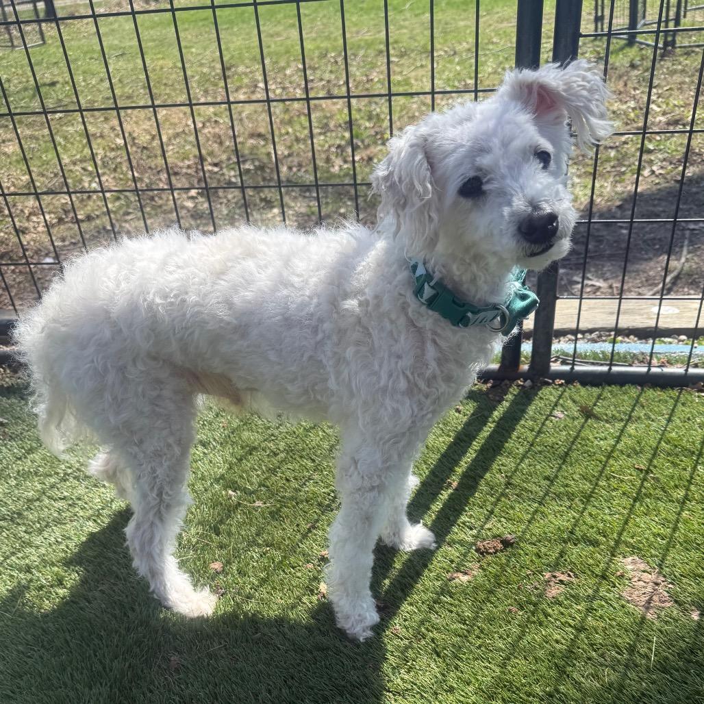 Enlarge Monty, a ADOPTABLE mixed breed in Zionsville, IN image 1/1