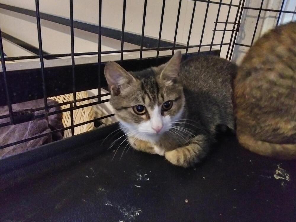 Poppy, Adoptable, Adult Male Domestic Short Hair.