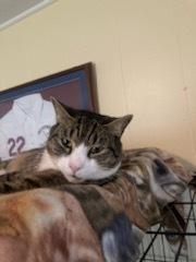 Enlarge Poppy, a Adoptable Domestic Short Hair in Central Islip, NY image 2/2