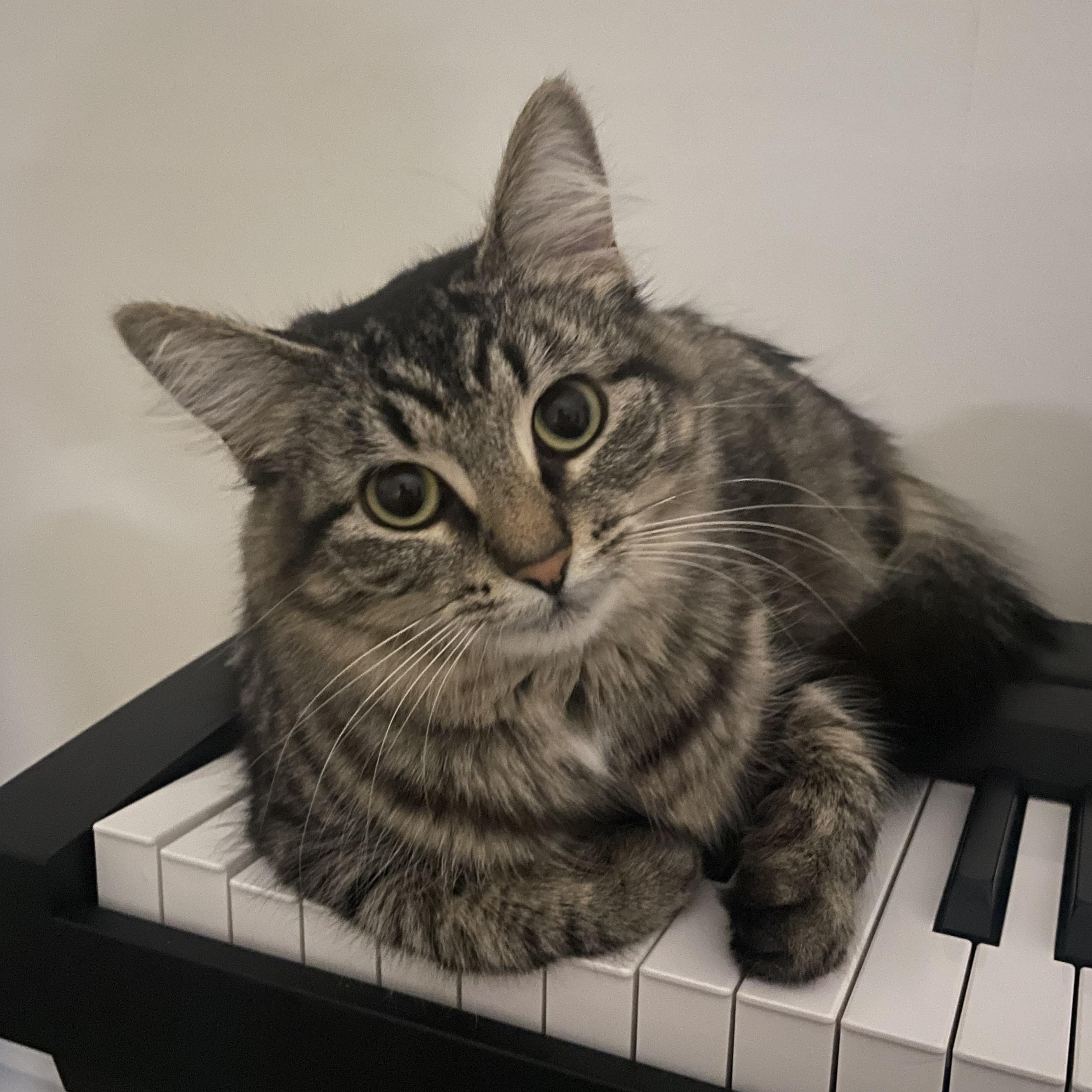 Amaryllis, adopted, Adult Female Domestic Medium Hair.